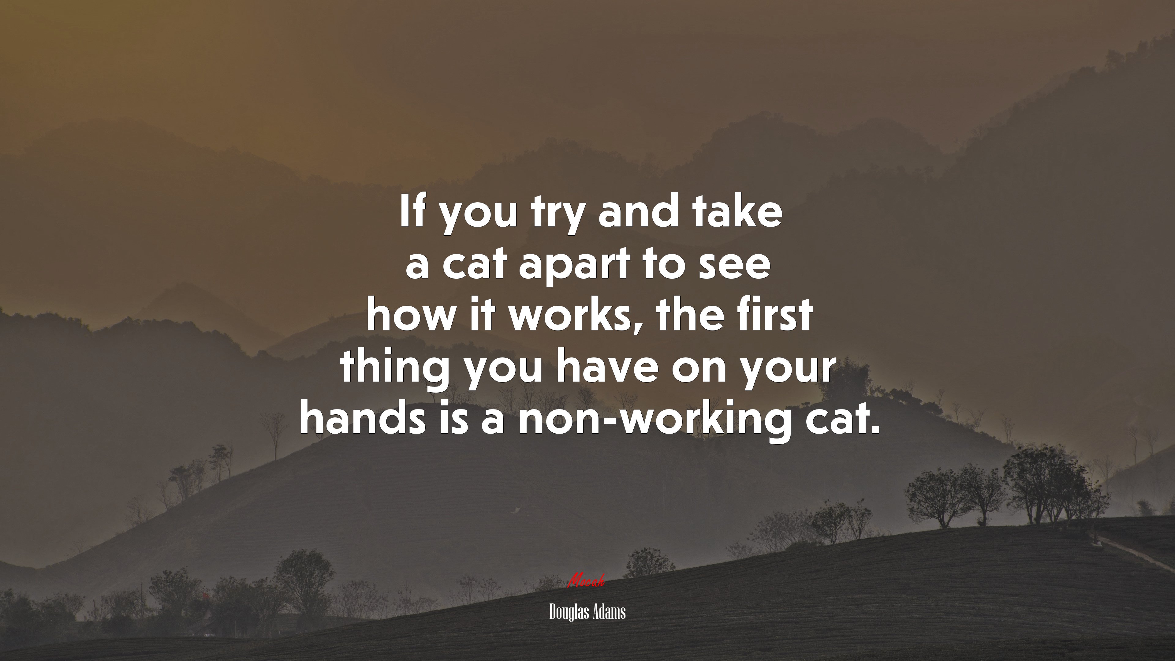 If you try and take a cat apart to see how it works, the first thing you have on your hands is a non-working cat. | Douglas Adams quote HD Wallpaper