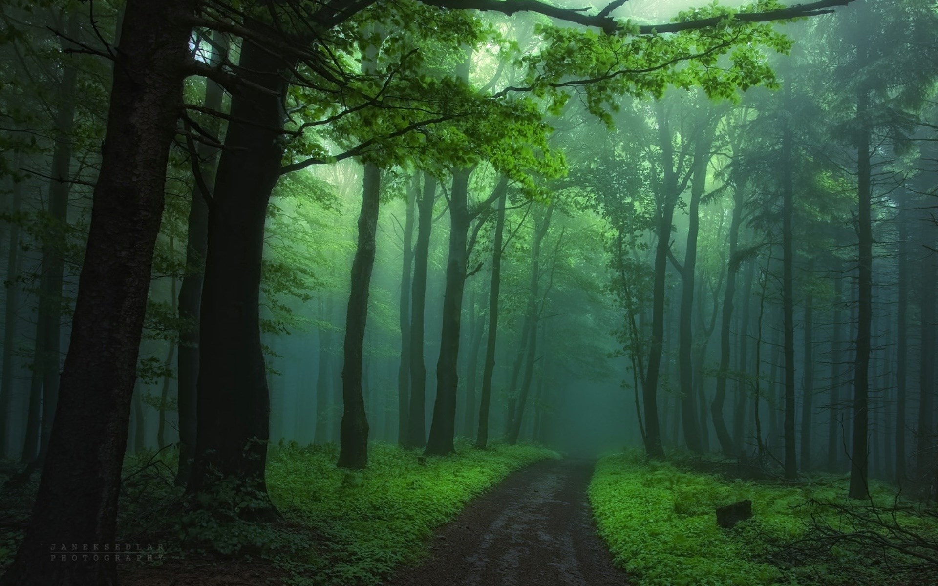 Misty forest path with tall trees and green foliage HD Wallpaper