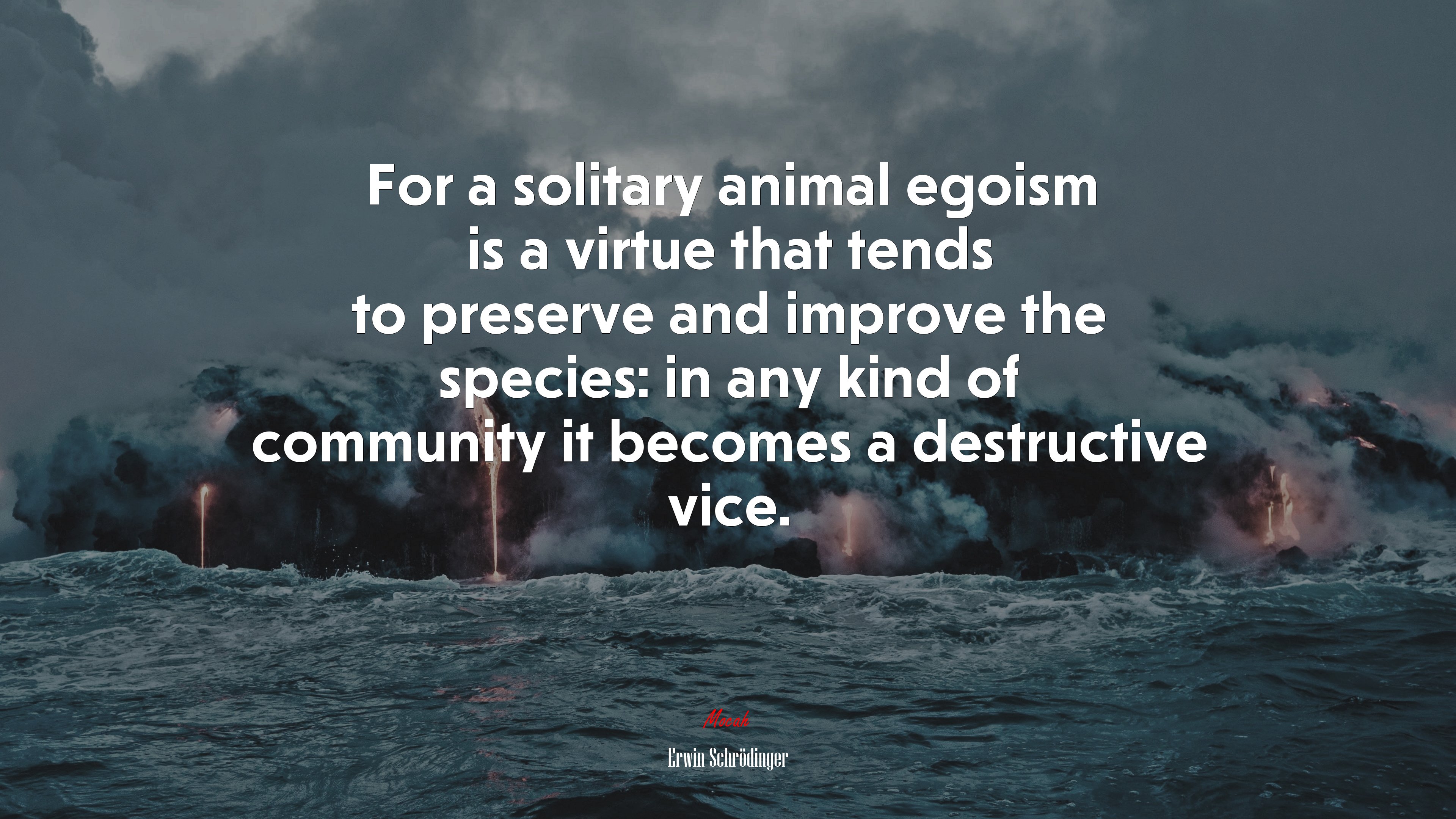 For a solitary animal egoism is a virtue that tends to preserve and improve the species: in any kind of community it becomes a destructive vice. | Erwin Schrödinger quote HD Wallpaper