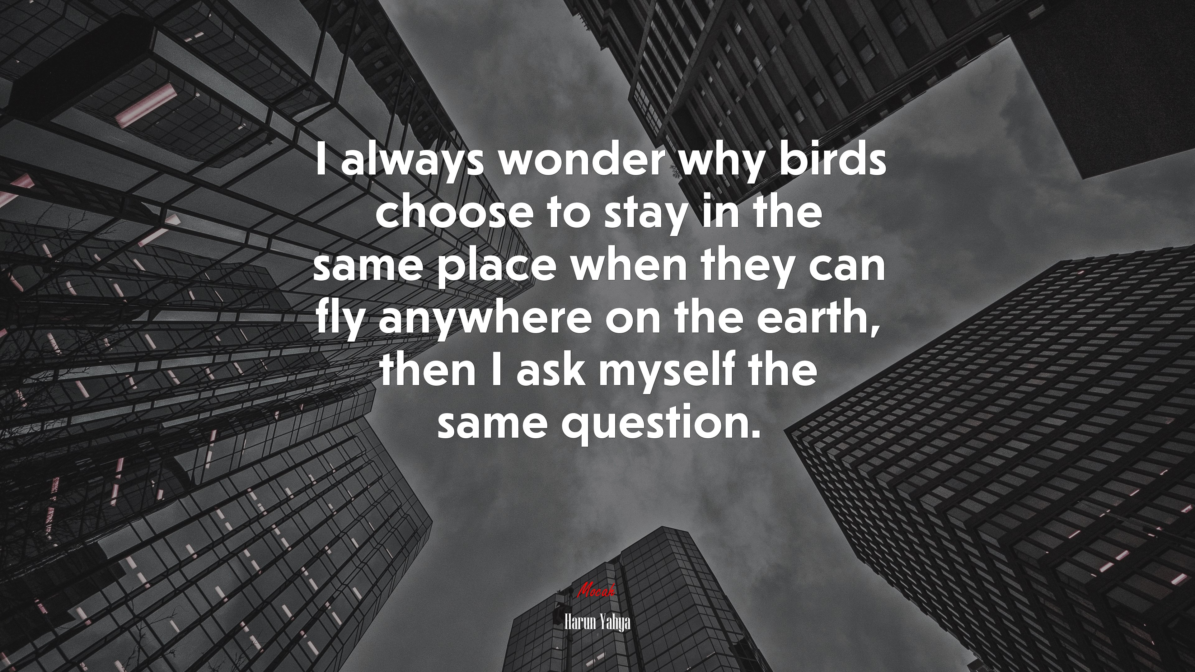 I always wonder why birds choose to stay in the same place when they can fly anywhere on the earth, then I ask myself the same question. | Harun Yahya quote HD Wallpaper