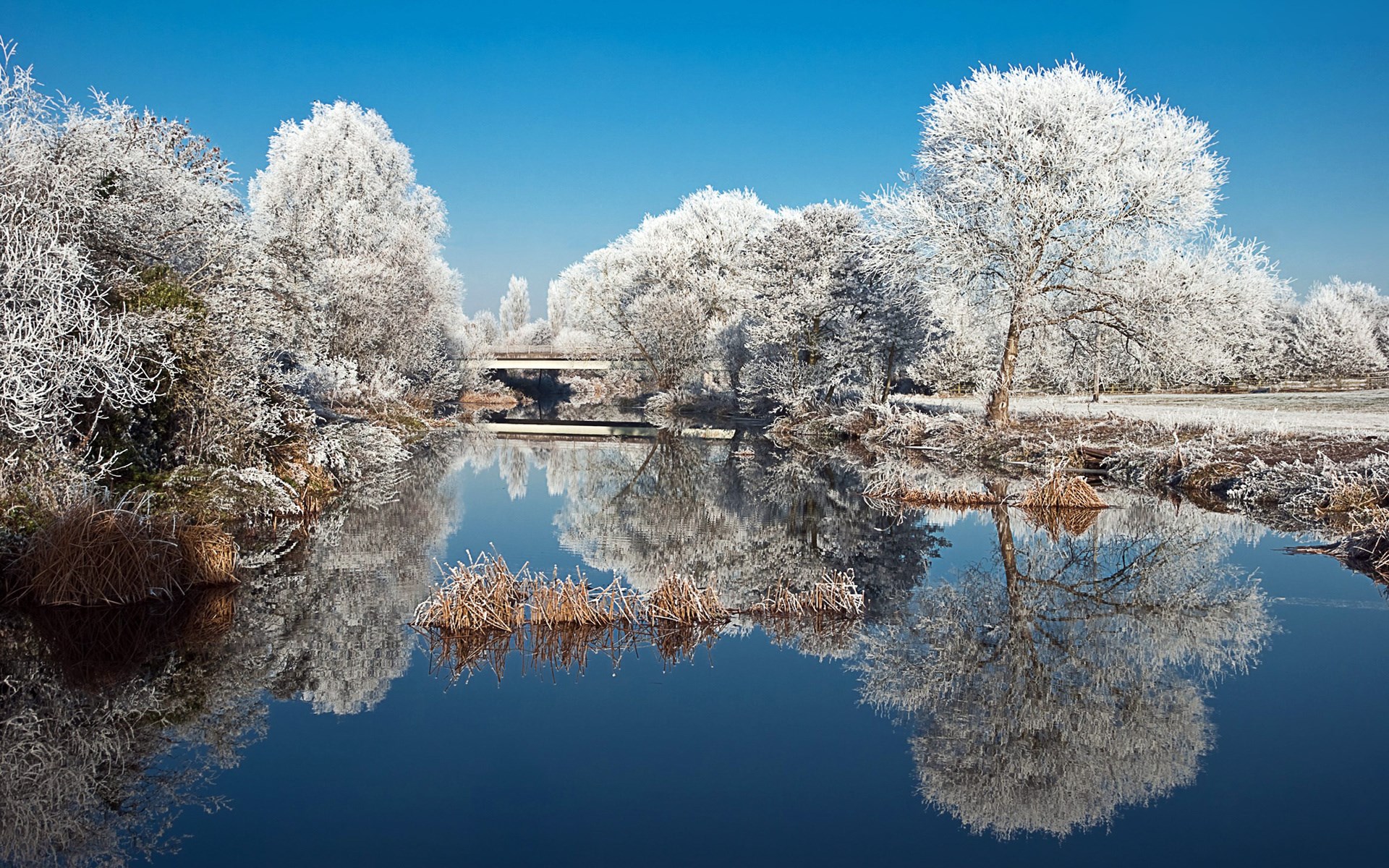 Frosted trees reflected in a calm river under a blue sky HD Wallpaper