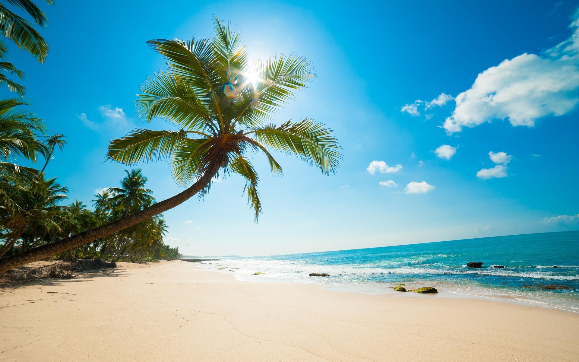 Palm tree on a tropical beach with blue sky HD Wallpaper