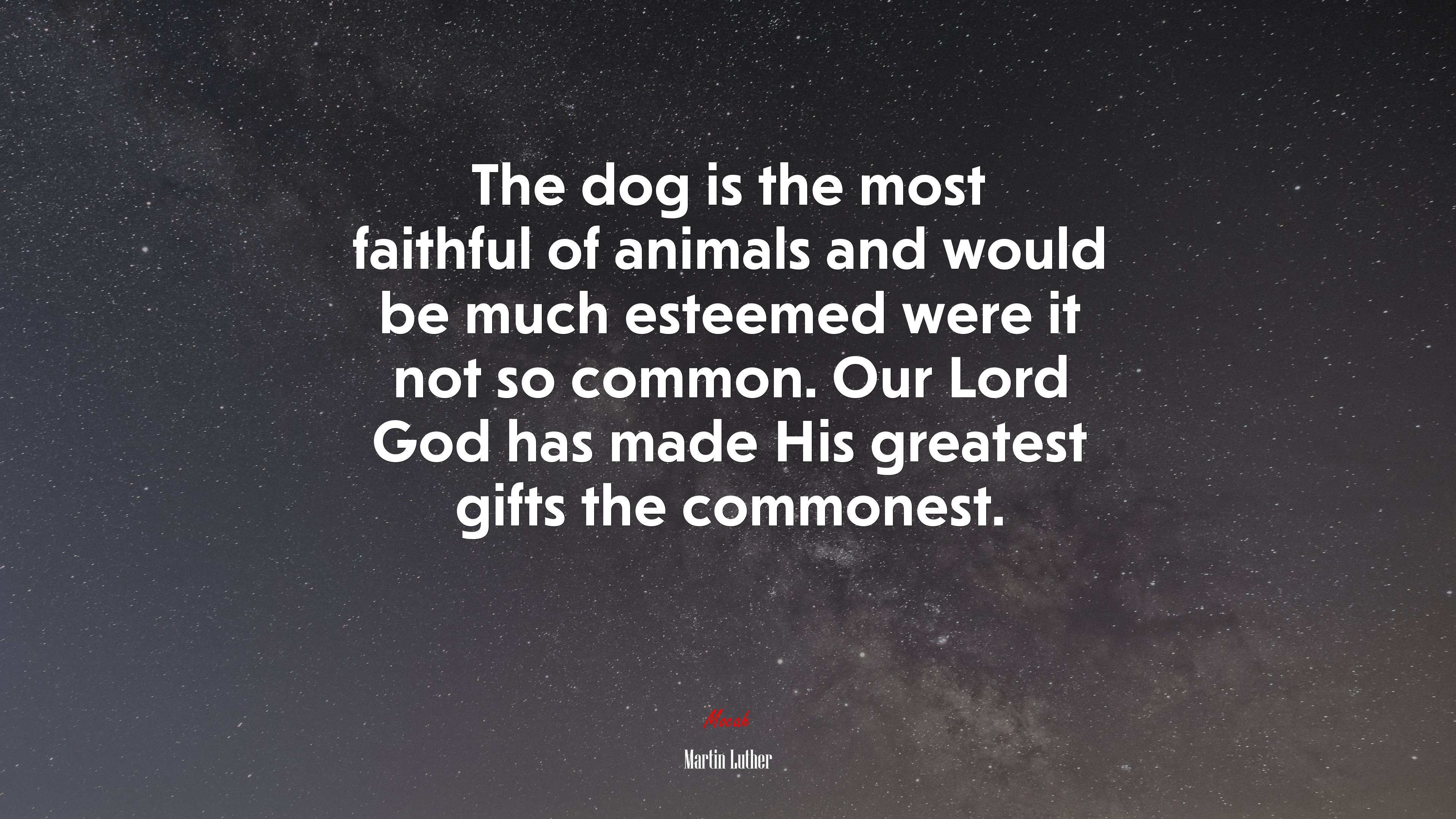 The dog is the most faithful of animals and would be much esteemed were it not so common. Our Lord God has made His greatest gifts the commonest. | Martin Luther quote HD Wallpaper