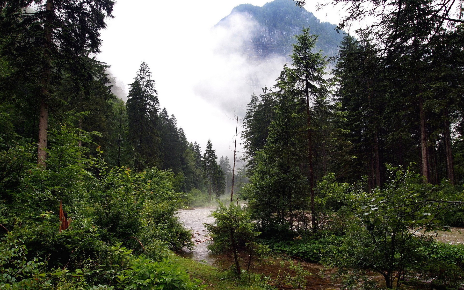 Misty mountain forest with a river HD Wallpaper