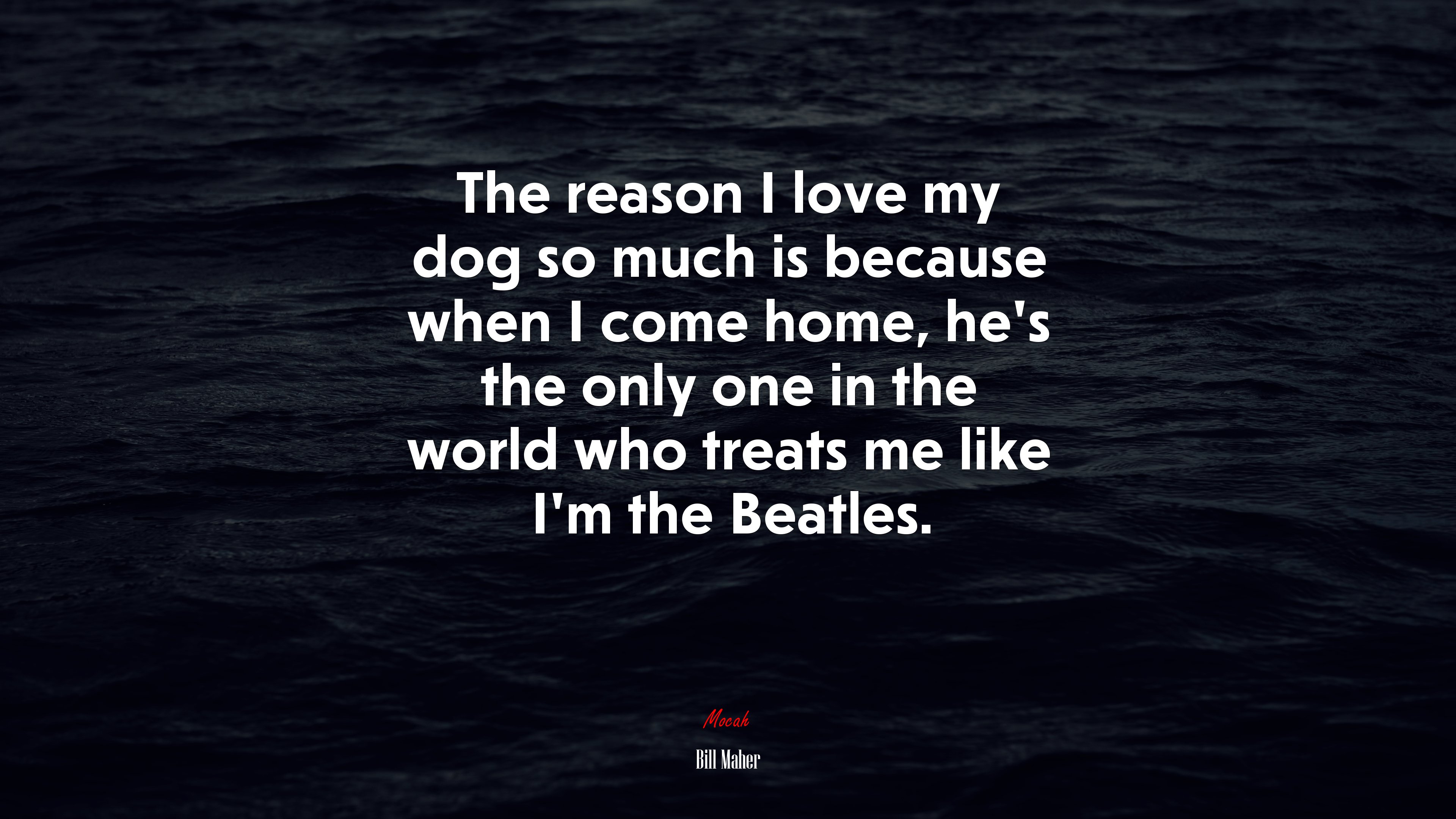 The reason I love my dog so much is because when I come home, he’s the only one in the world who treats me like I’m the Beatles. | Bill Maher quote HD Wallpaper