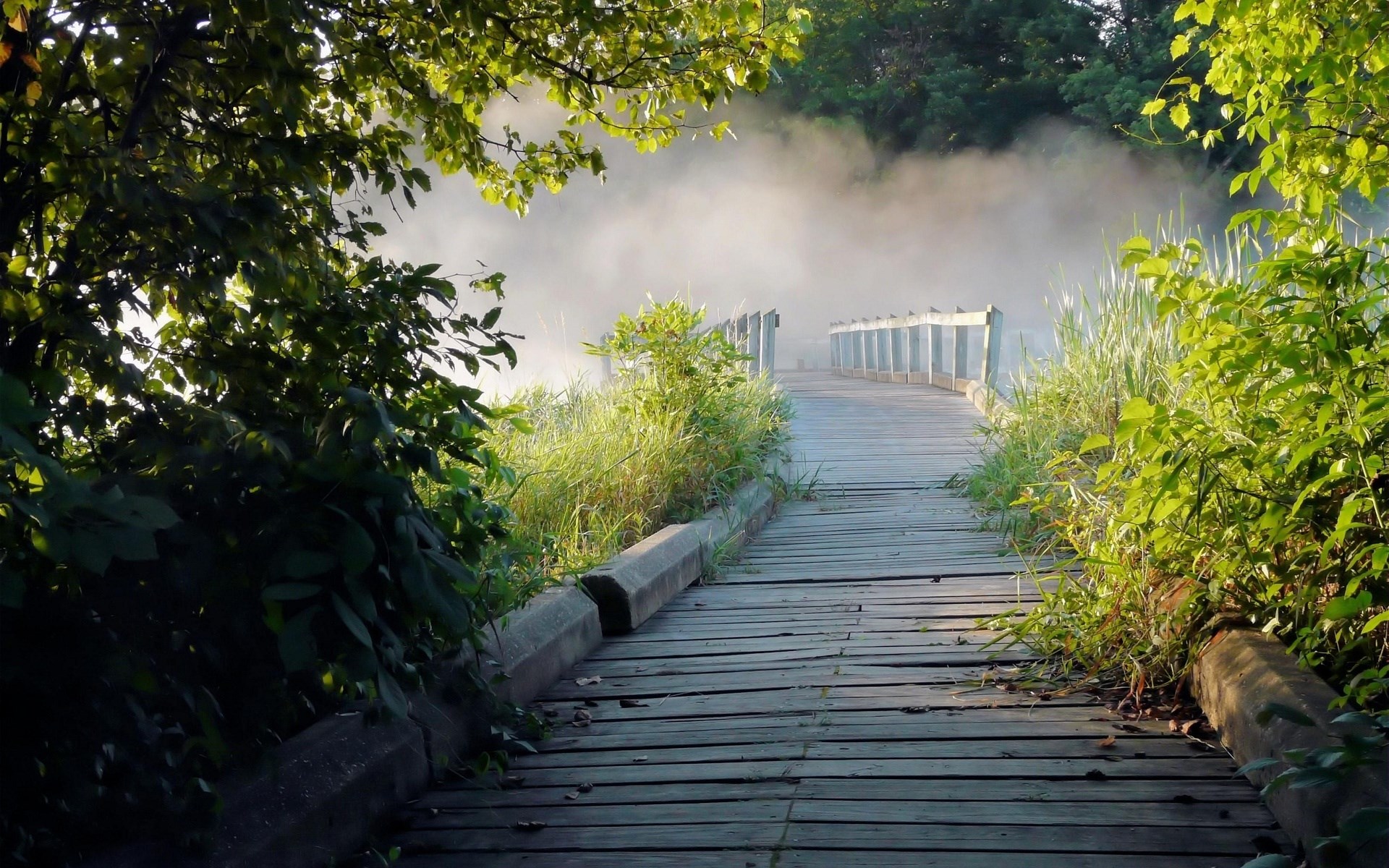 Wooden boardwalk through misty marshland with trees HD Wallpaper