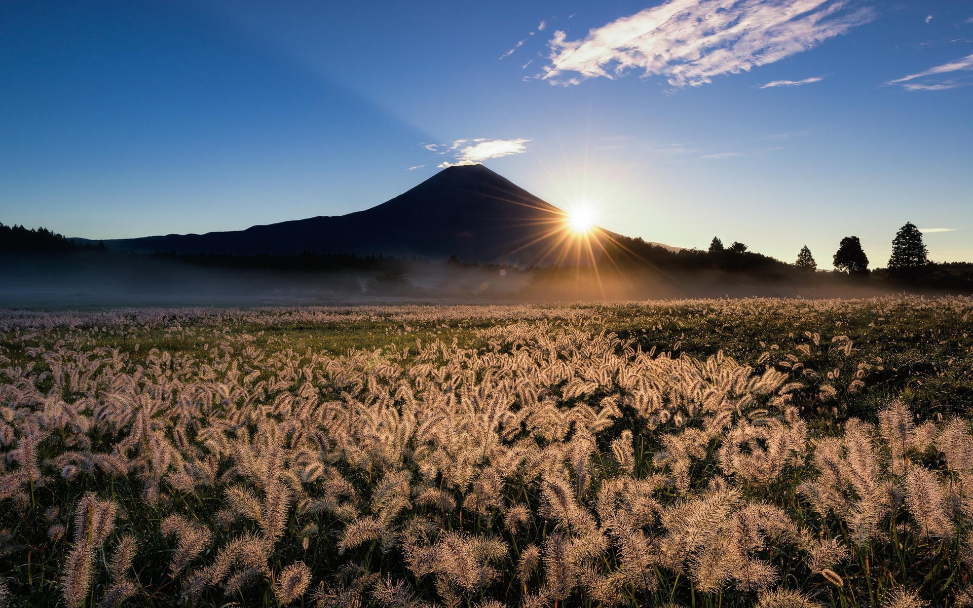 Sunrise over a field of pampas grass with Mount Fuji HD Wallpaper