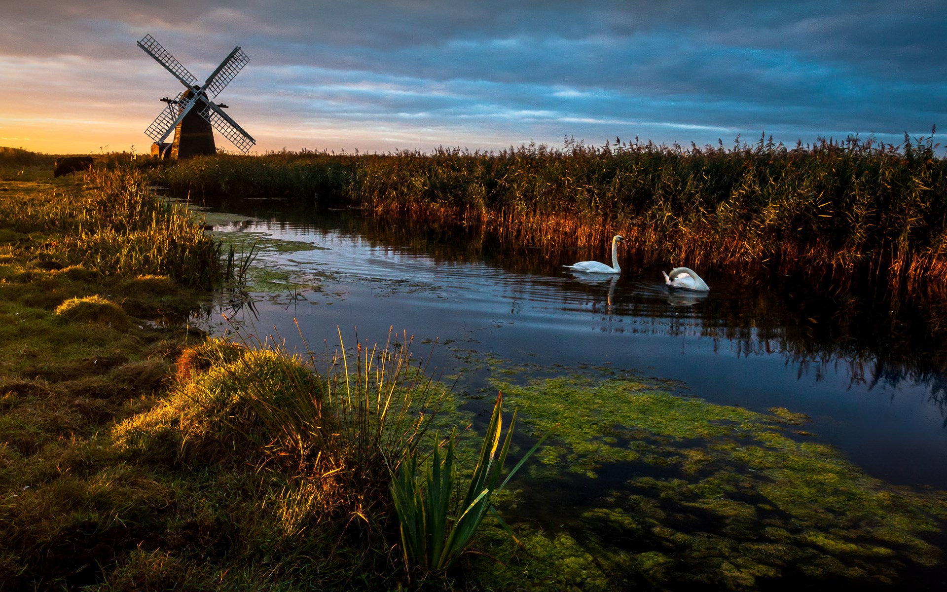 Windmill and swans on a canal at sunset HD Wallpaper