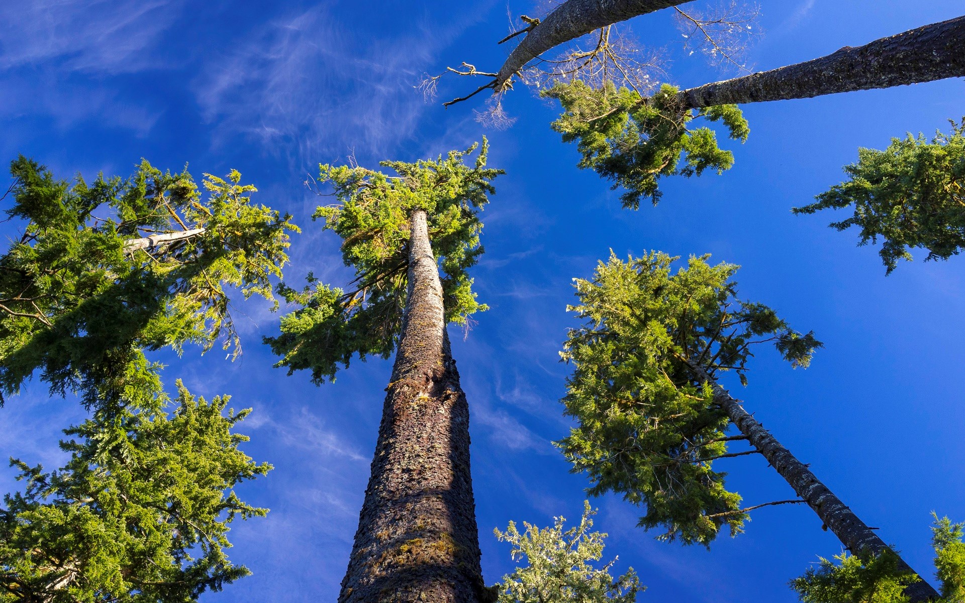 Tall evergreen trees against a bright blue sky HD Wallpaper
