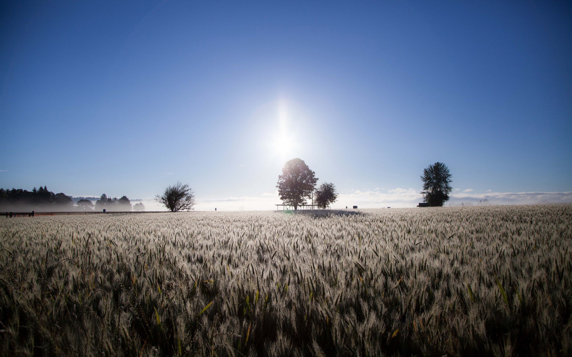 Sunrise over a wheat field with trees HD Wallpaper