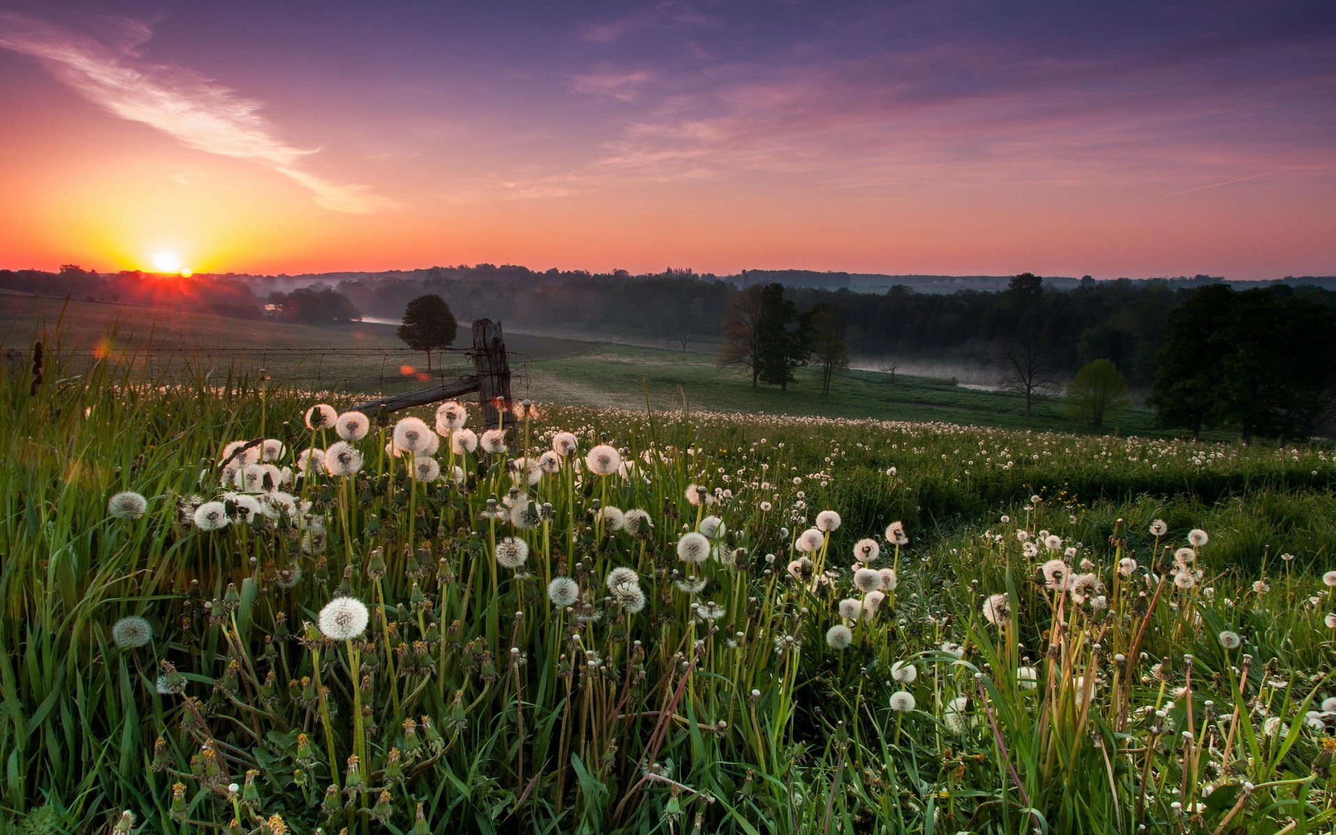 Dandelion field at sunrise with purple and orange sky HD Wallpaper