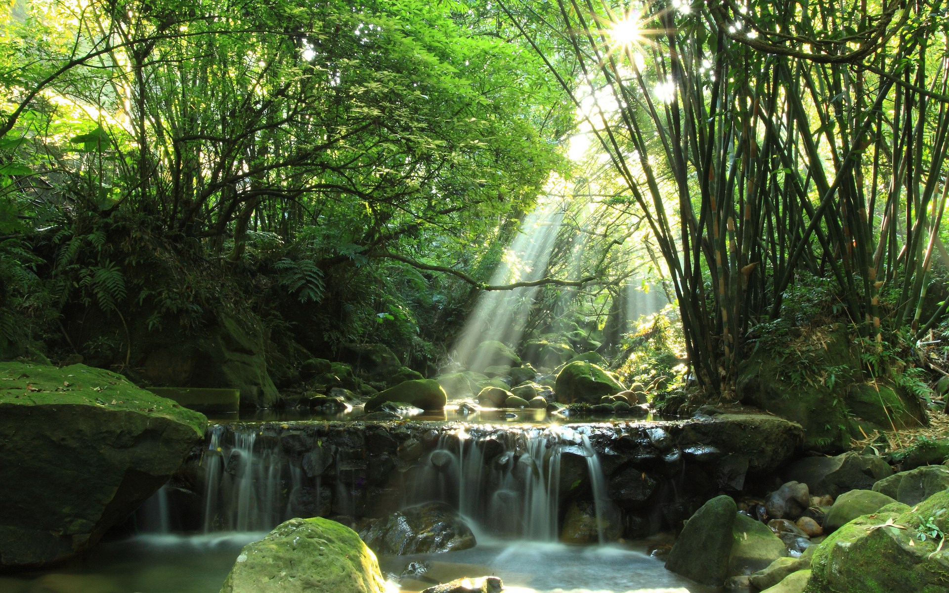 Sunlight streams through a bamboo forest onto a waterfall HD Wallpaper