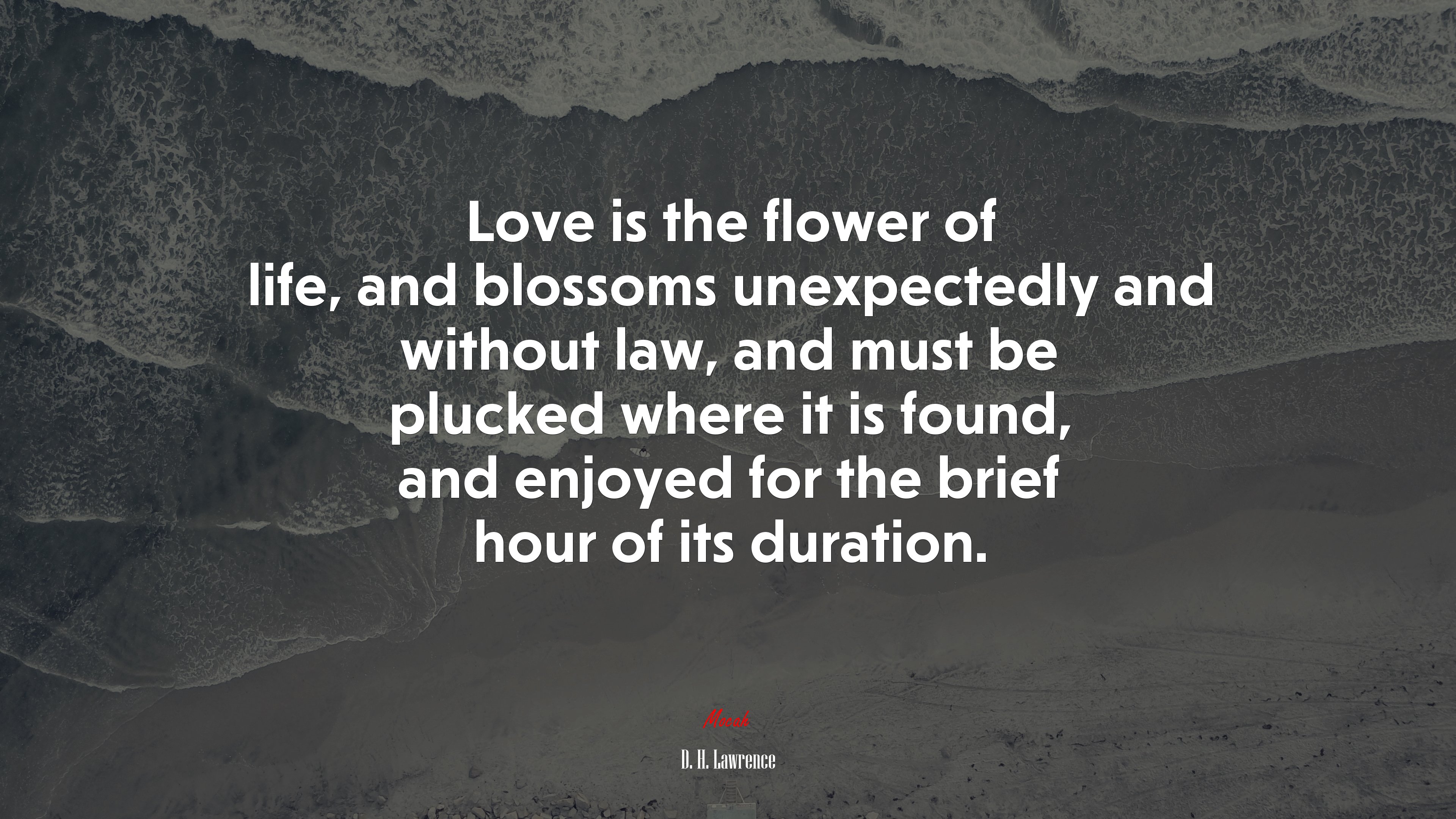 Love is the flower of life, and blossoms unexpectedly and without law, and must be plucked where it is found, and enjoyed for the brief hour of its duration. | D. H. Lawrence quote HD Wallpaper