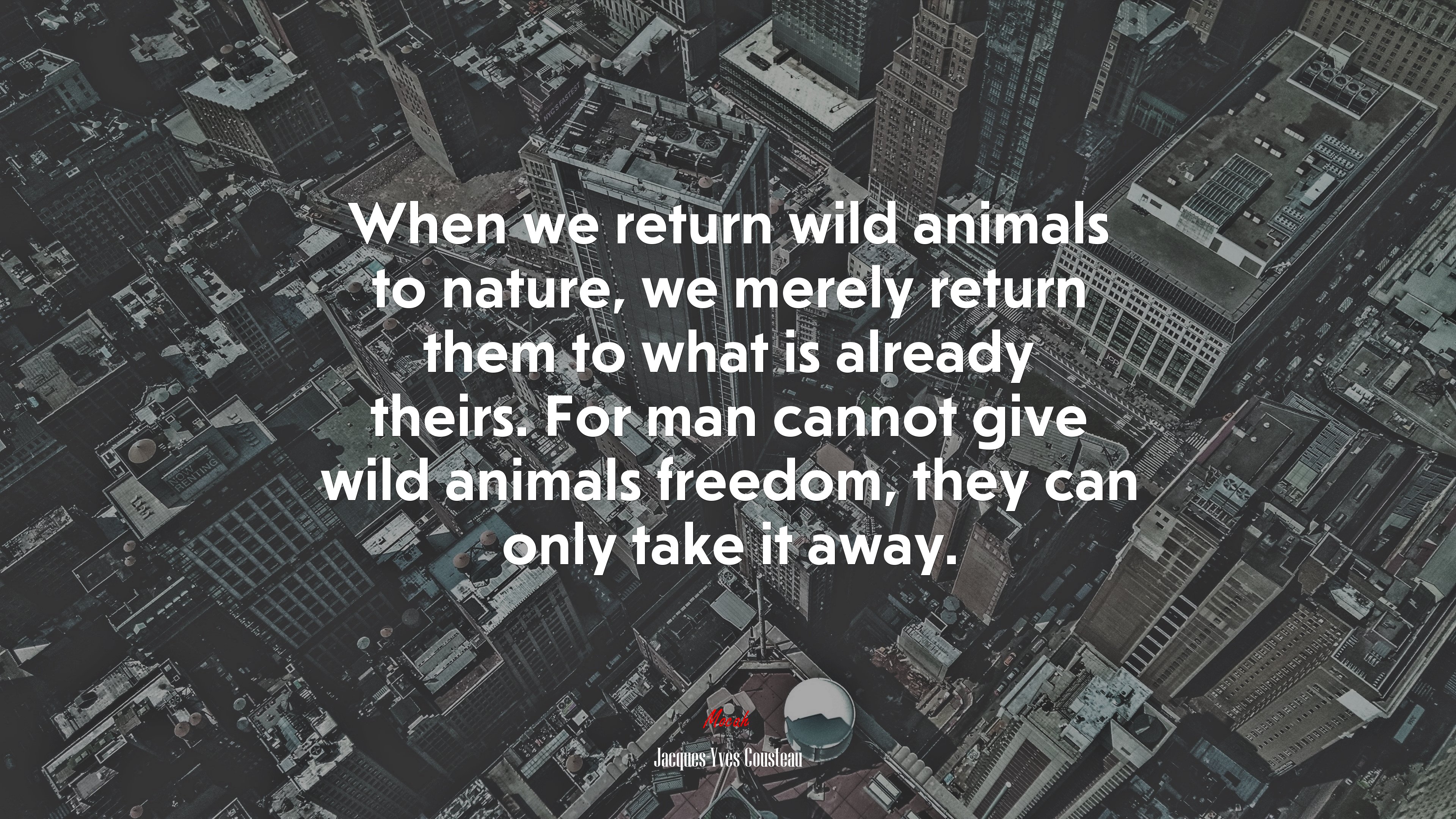 When we return wild animals to nature, we merely return them to what is already theirs. For man cannot give wild animals freedom, they can only take it away. | Jacques-Yves Cousteau quote HD Wallpaper