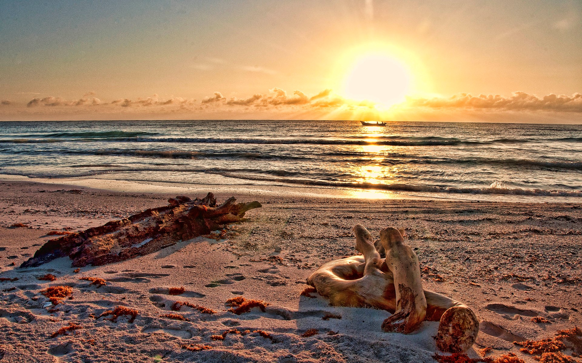 Sunrise over the ocean with driftwood on the beach HD Wallpaper