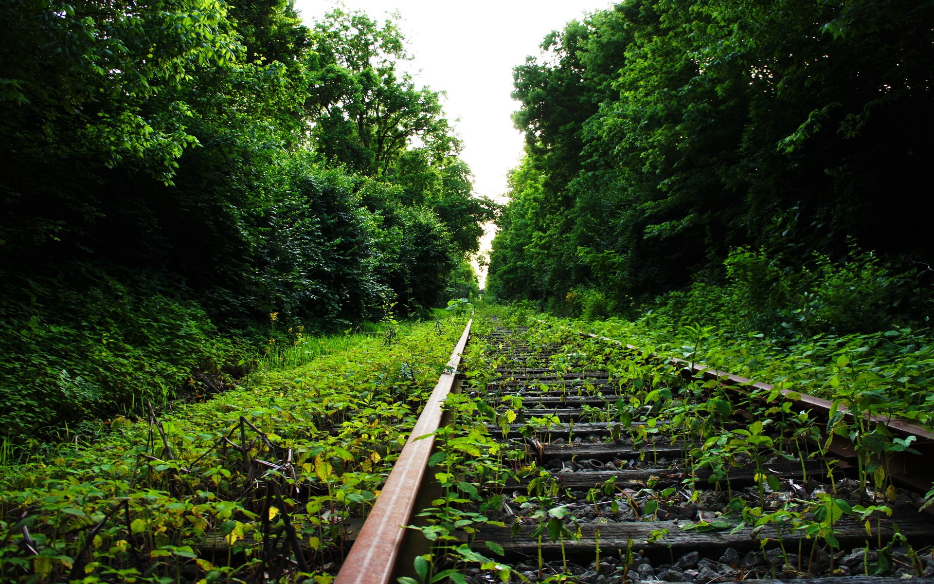 Overgrown train tracks in a forest HD Wallpaper
