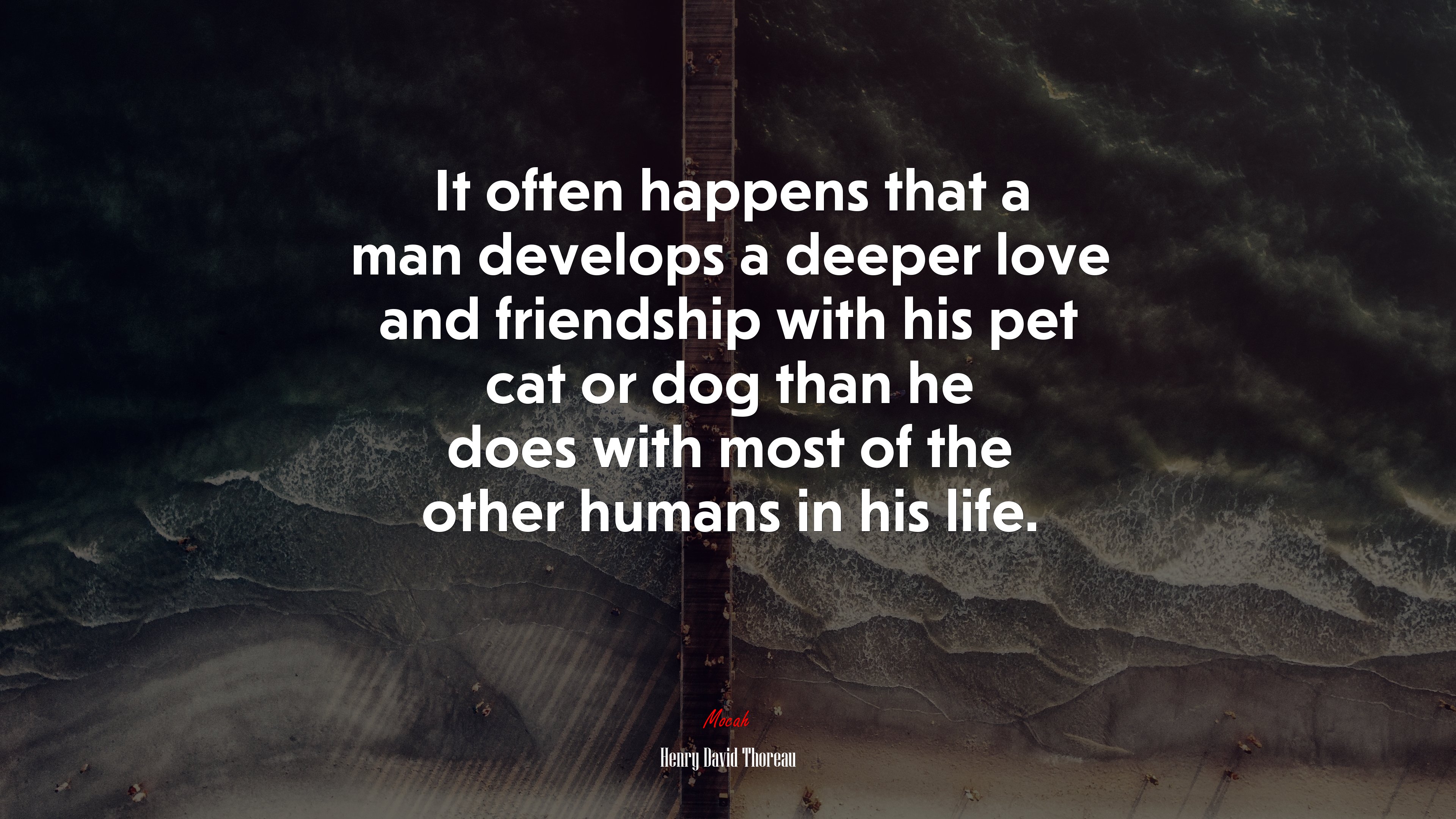 It often happens that a man develops a deeper love and friendship with his pet cat or dog than he does with most of the other humans in his life. | Henry David Thoreau quote HD Wallpaper