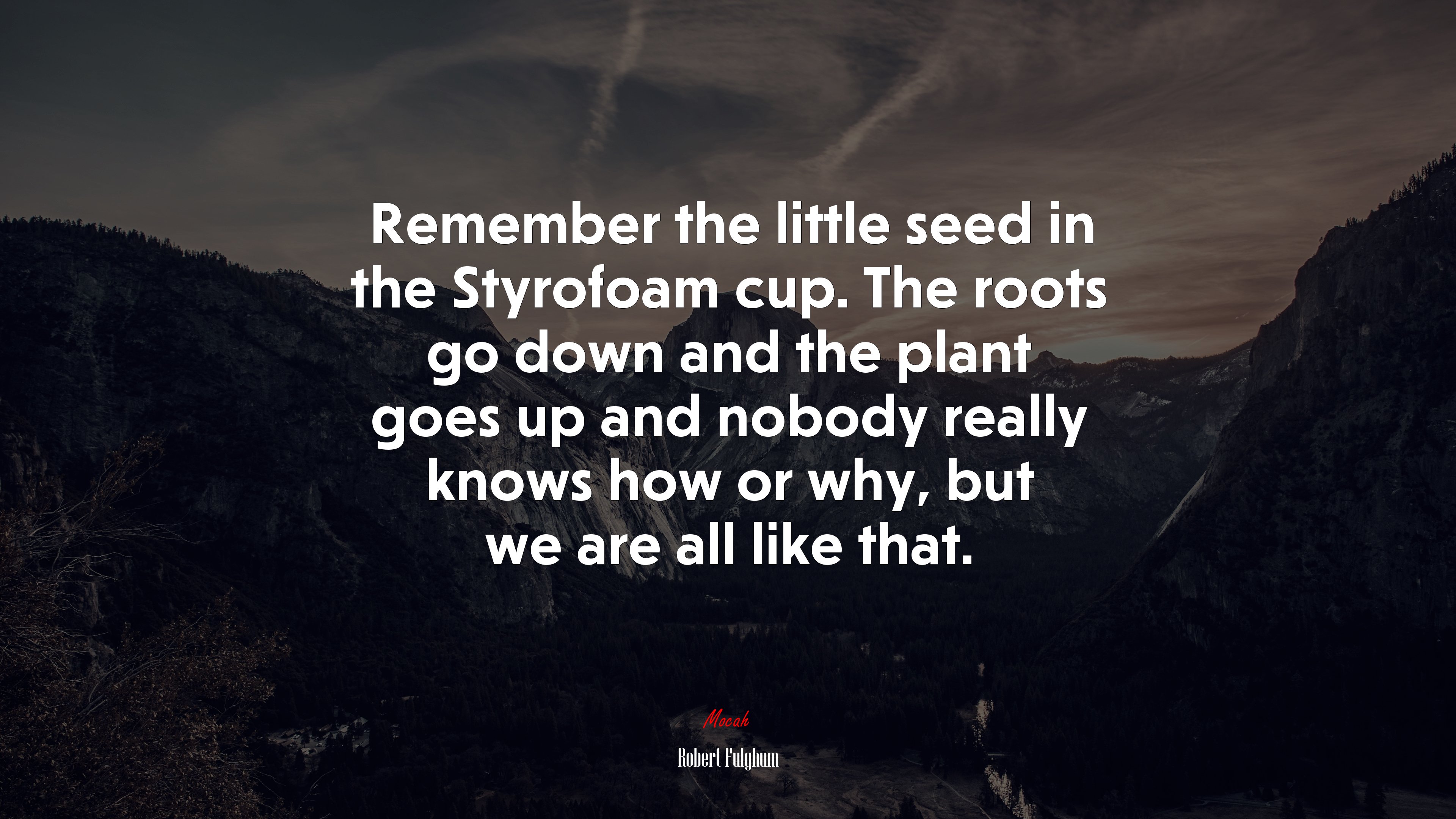 Remember the little seed in the Styrofoam cup. The roots go down and the plant goes up and nobody really knows how or why, but we are all like that. | Robert Fulghum quote HD Wallpaper