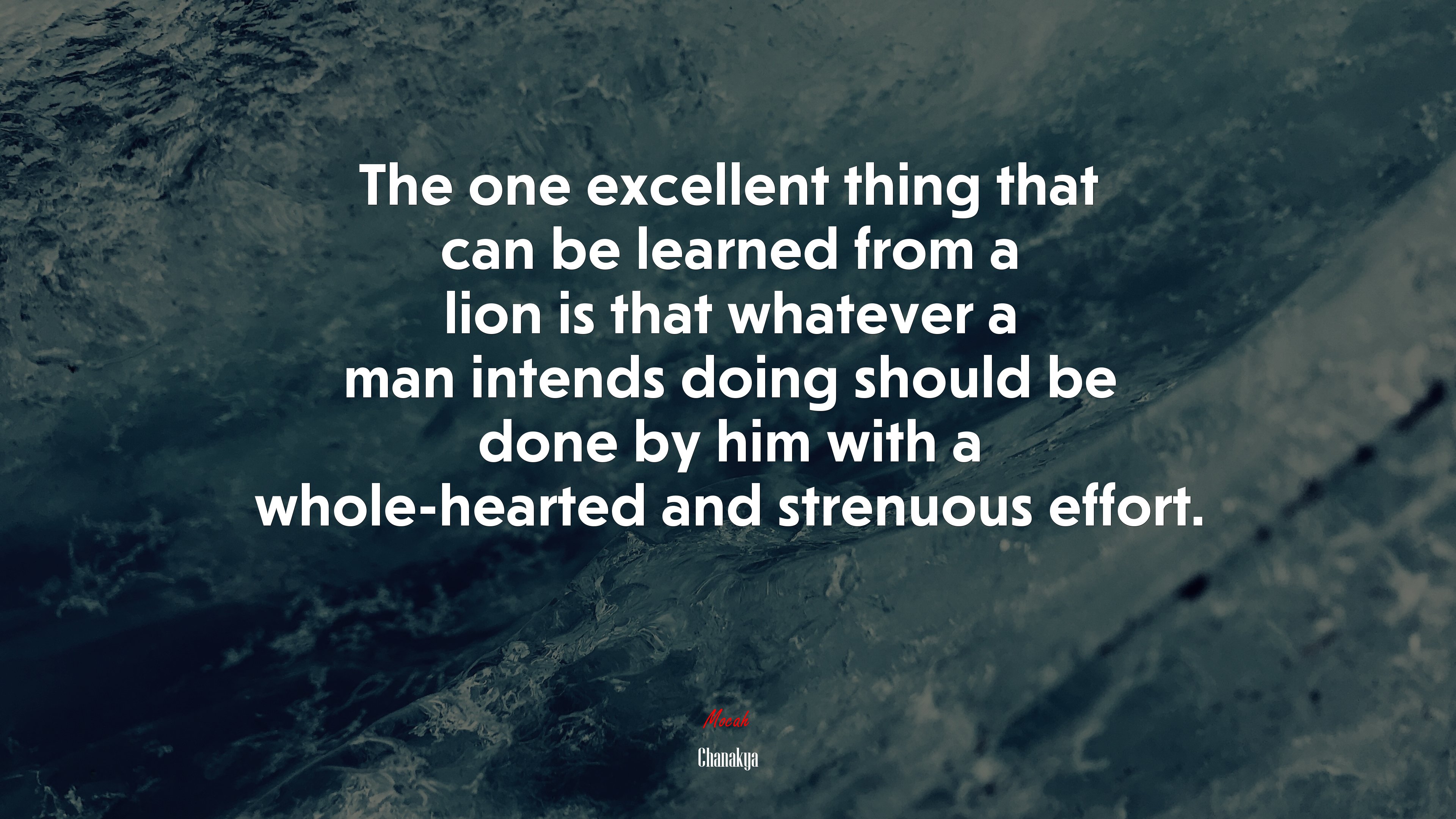 The one excellent thing that can be learned from a lion is that whatever a man intends doing should be done by him with a whole-hearted and strenuous effort. | Chanakya quote HD Wallpaper