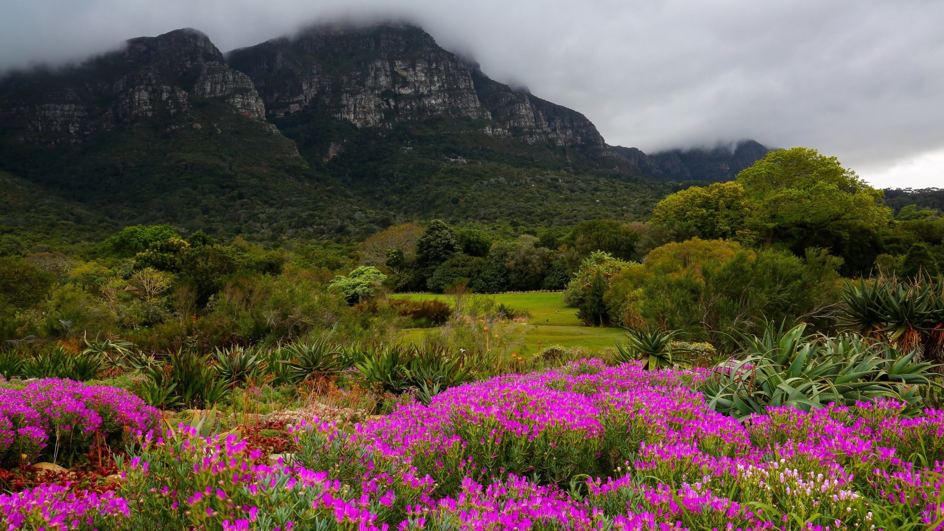 Purple flowers in front of a mountain and forest HD Wallpaper