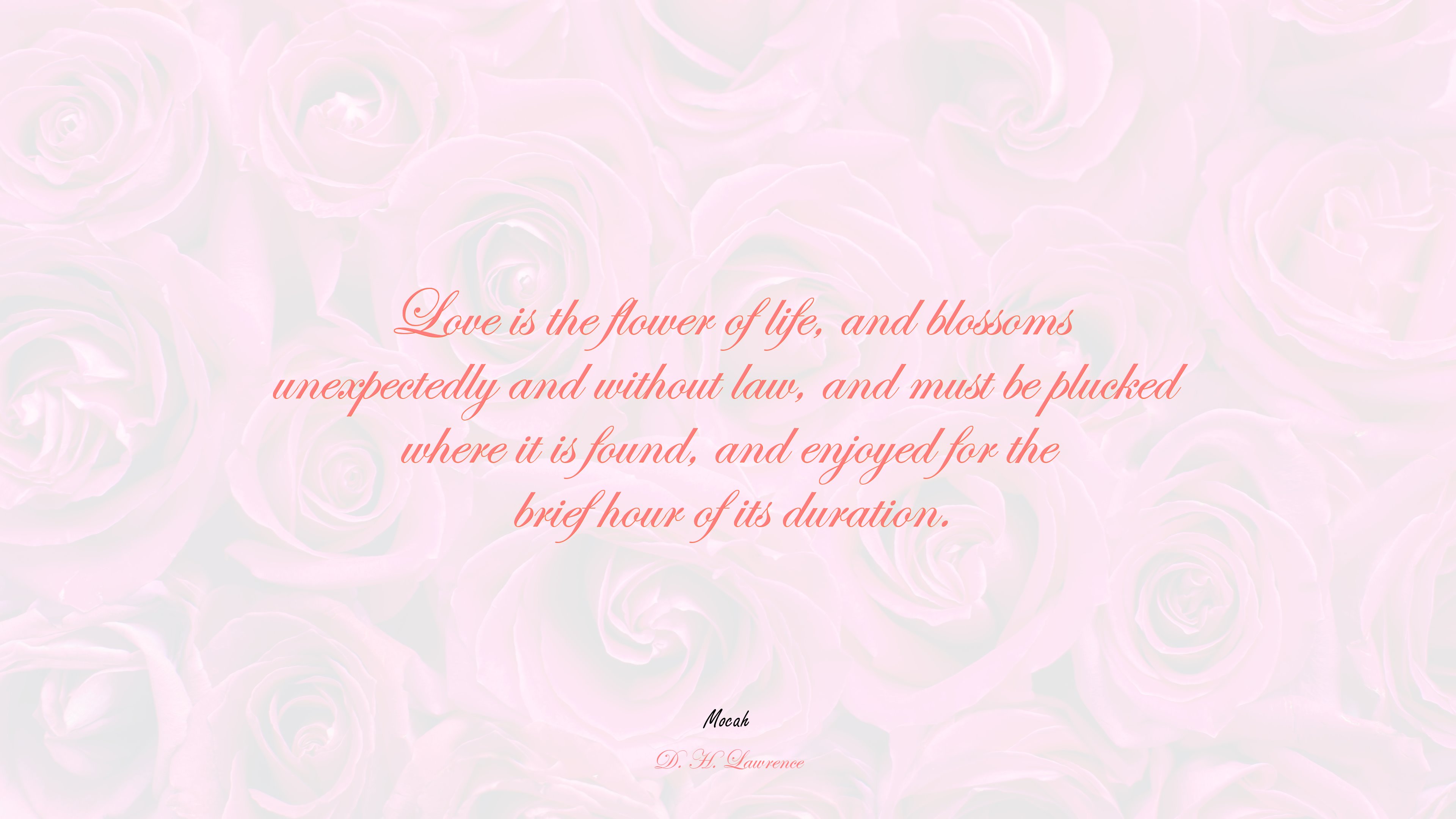 love quote photos, D. H. Lawrence quote HD Wallpaper