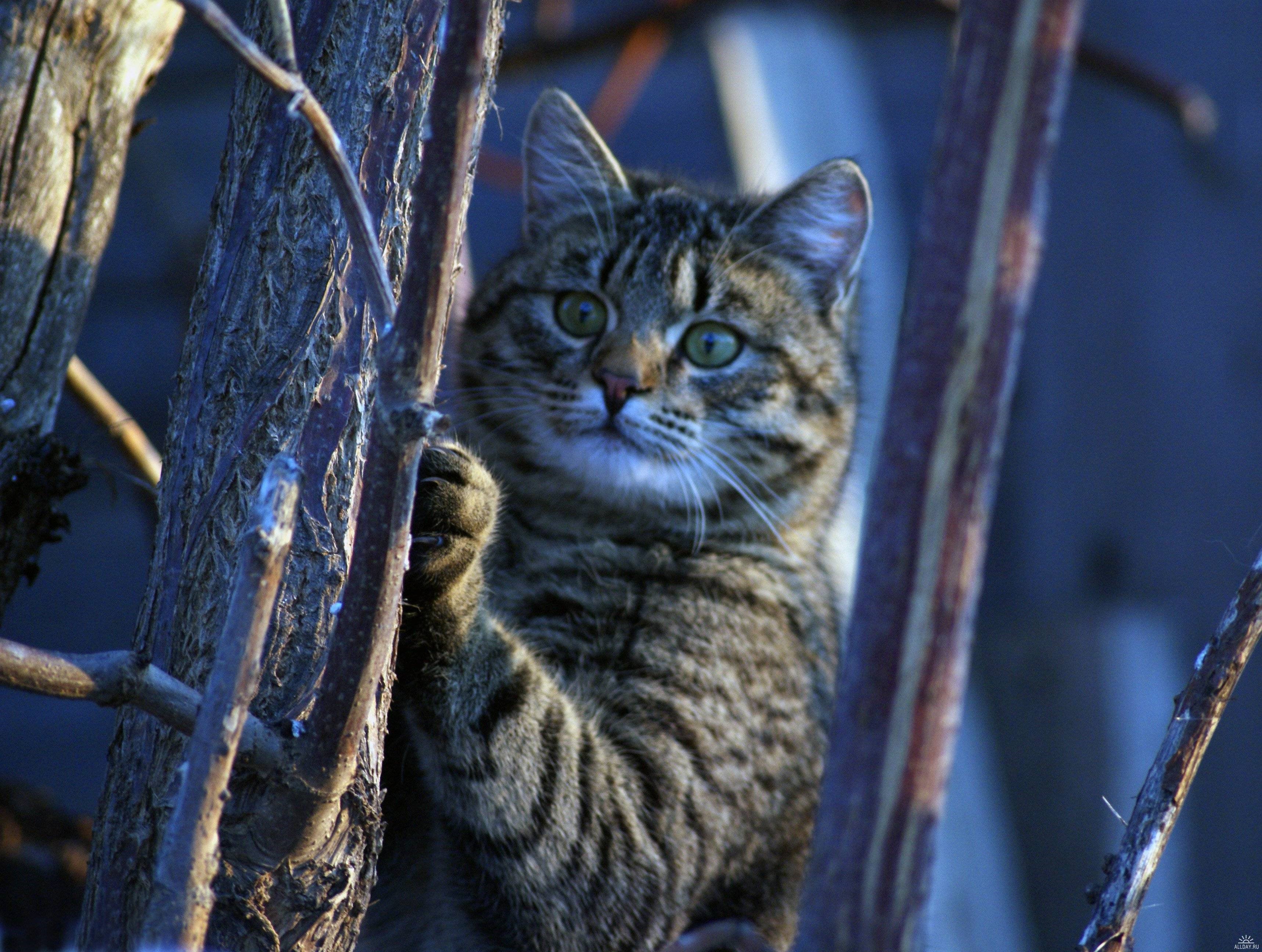 Tabby cat climbing on branches HD Wallpaper