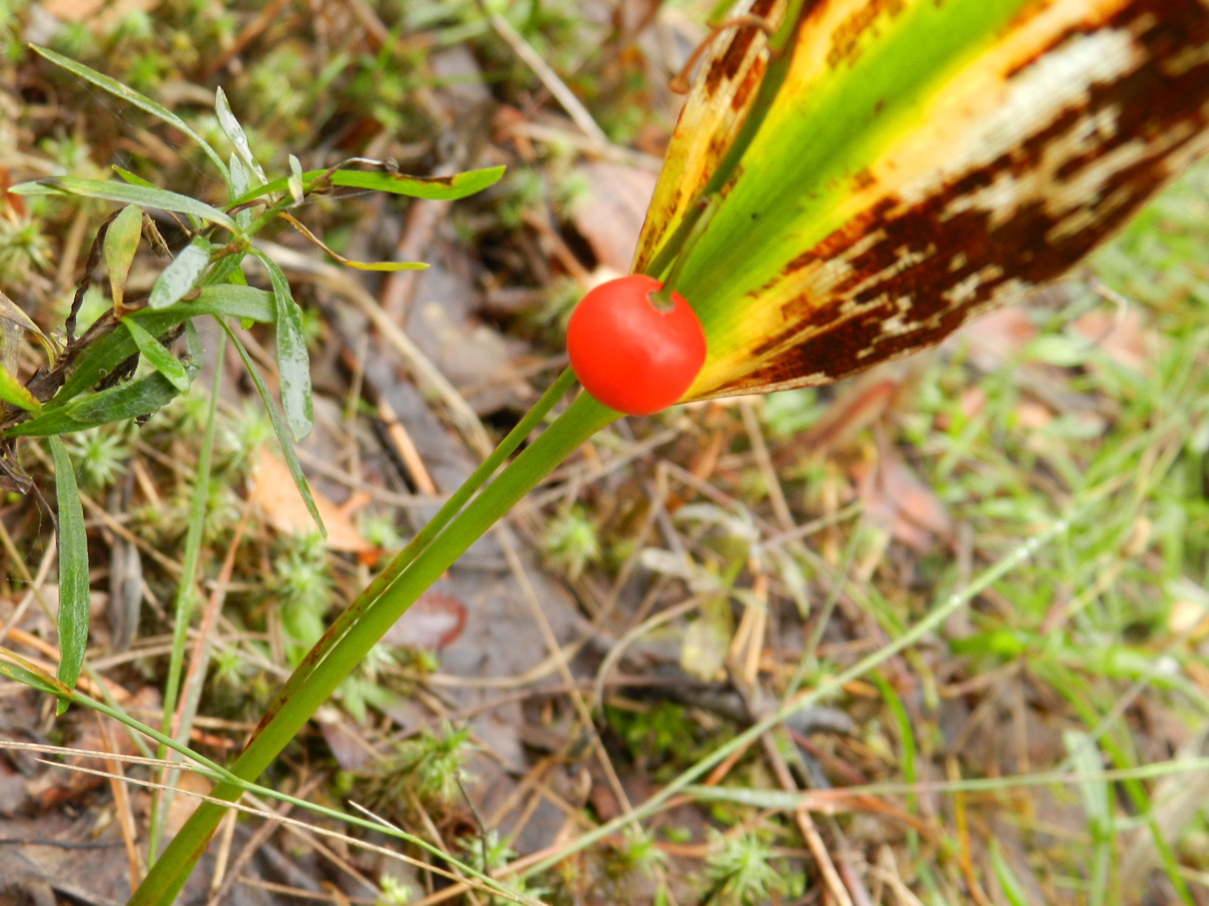 Red berry on a plant stem with a damaged leaf HD Wallpaper