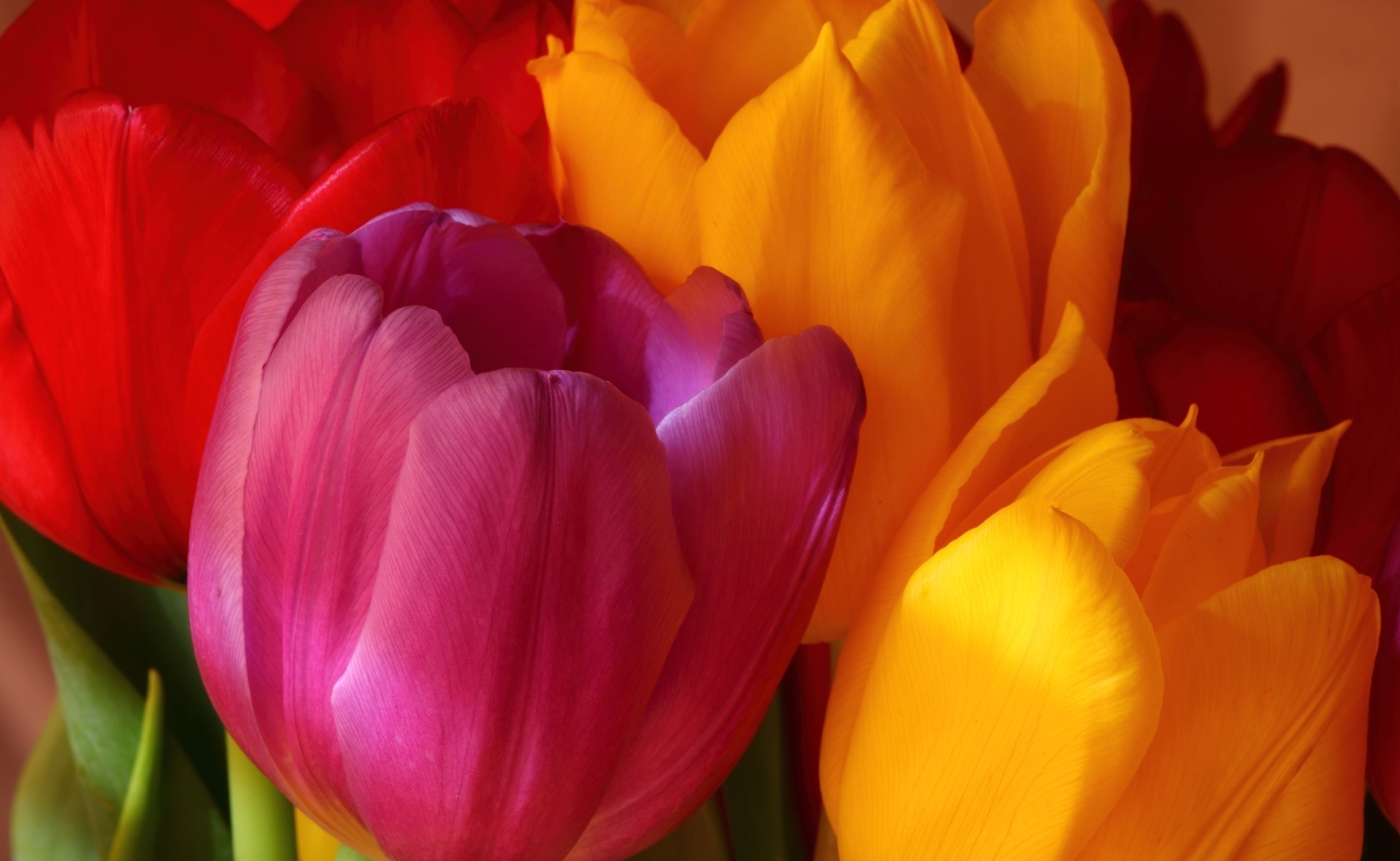Close-up of colorful tulips HD Wallpaper