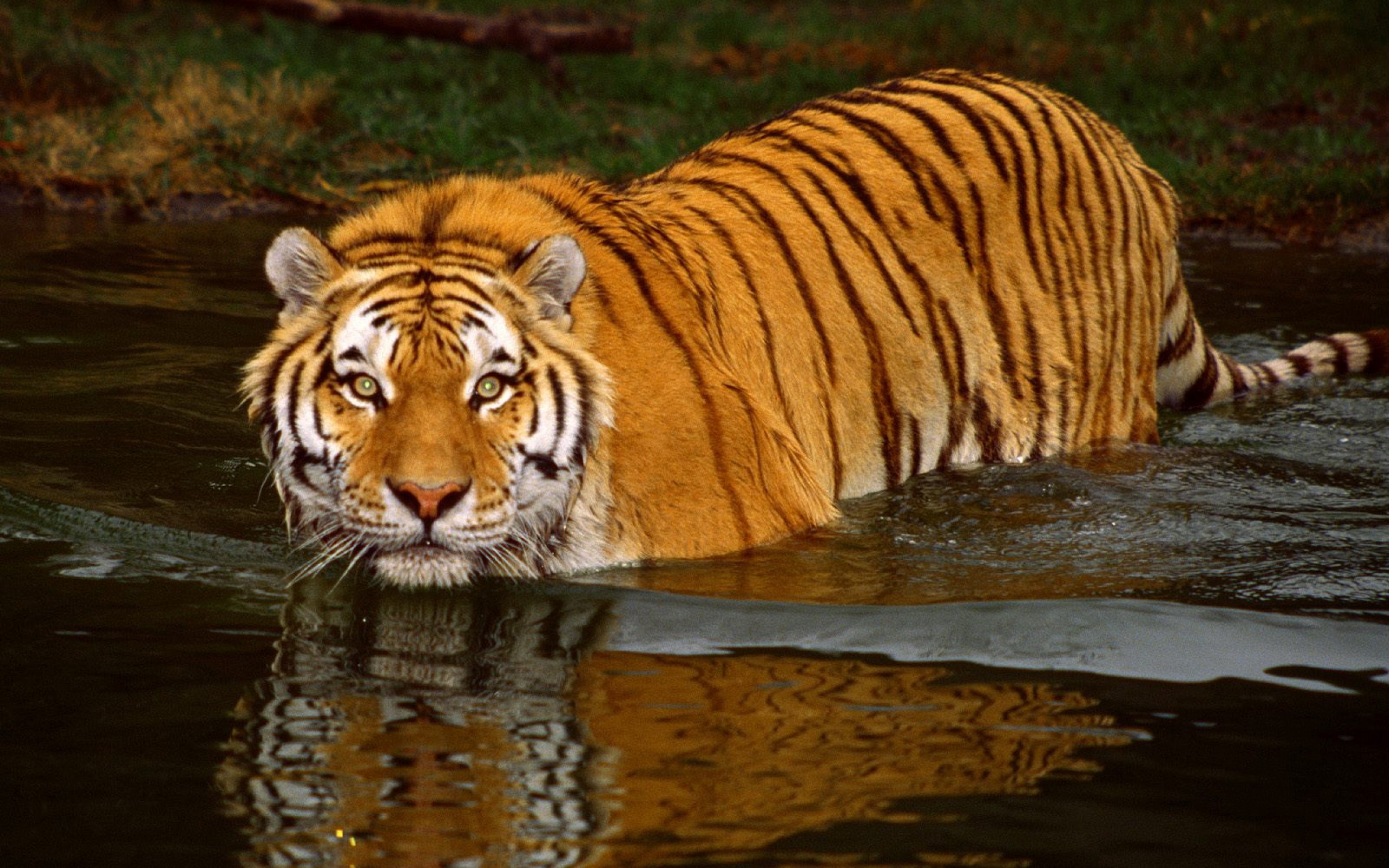 Tiger wading in water HD Wallpaper