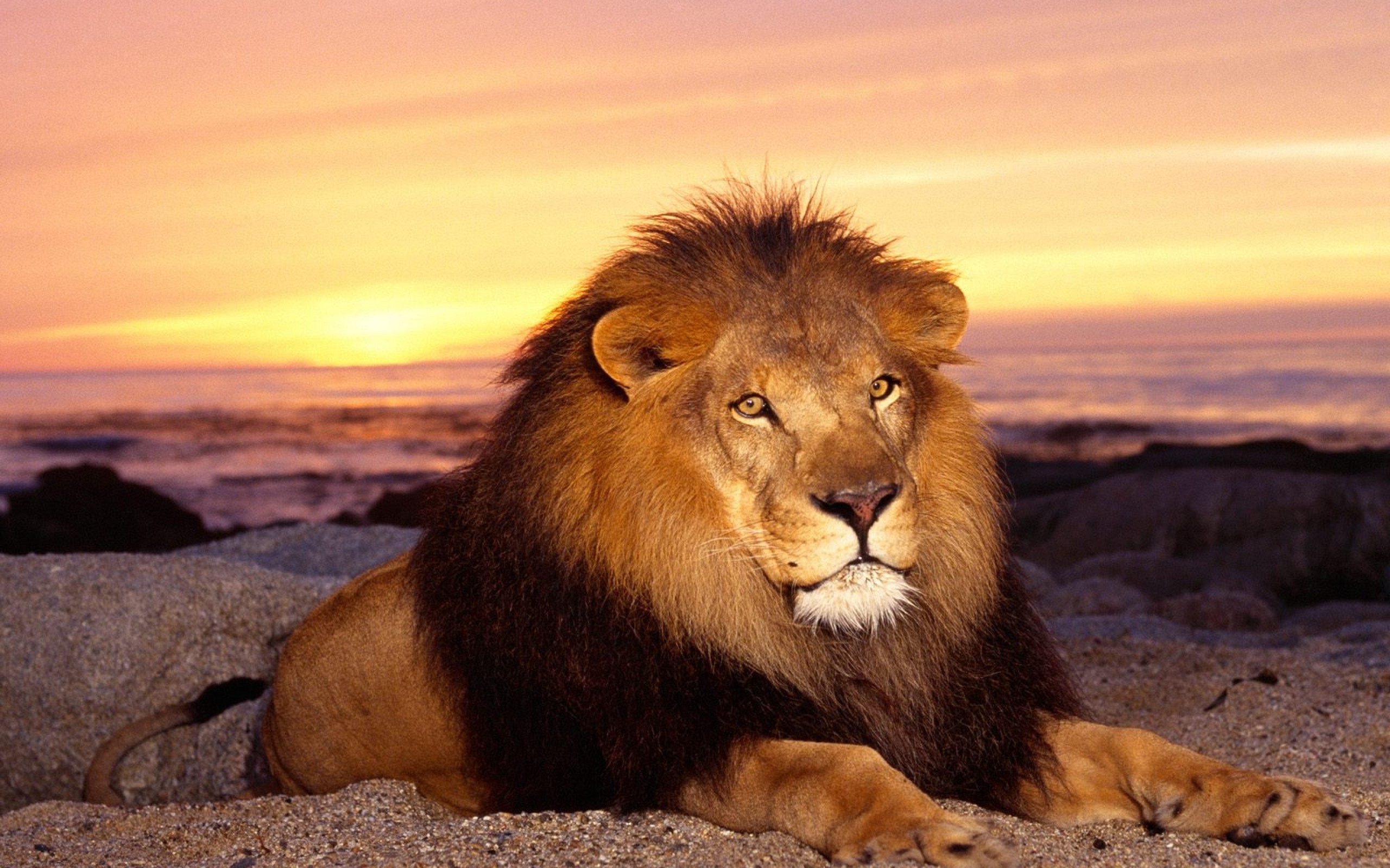 Lion resting on a beach at sunset HD Wallpaper