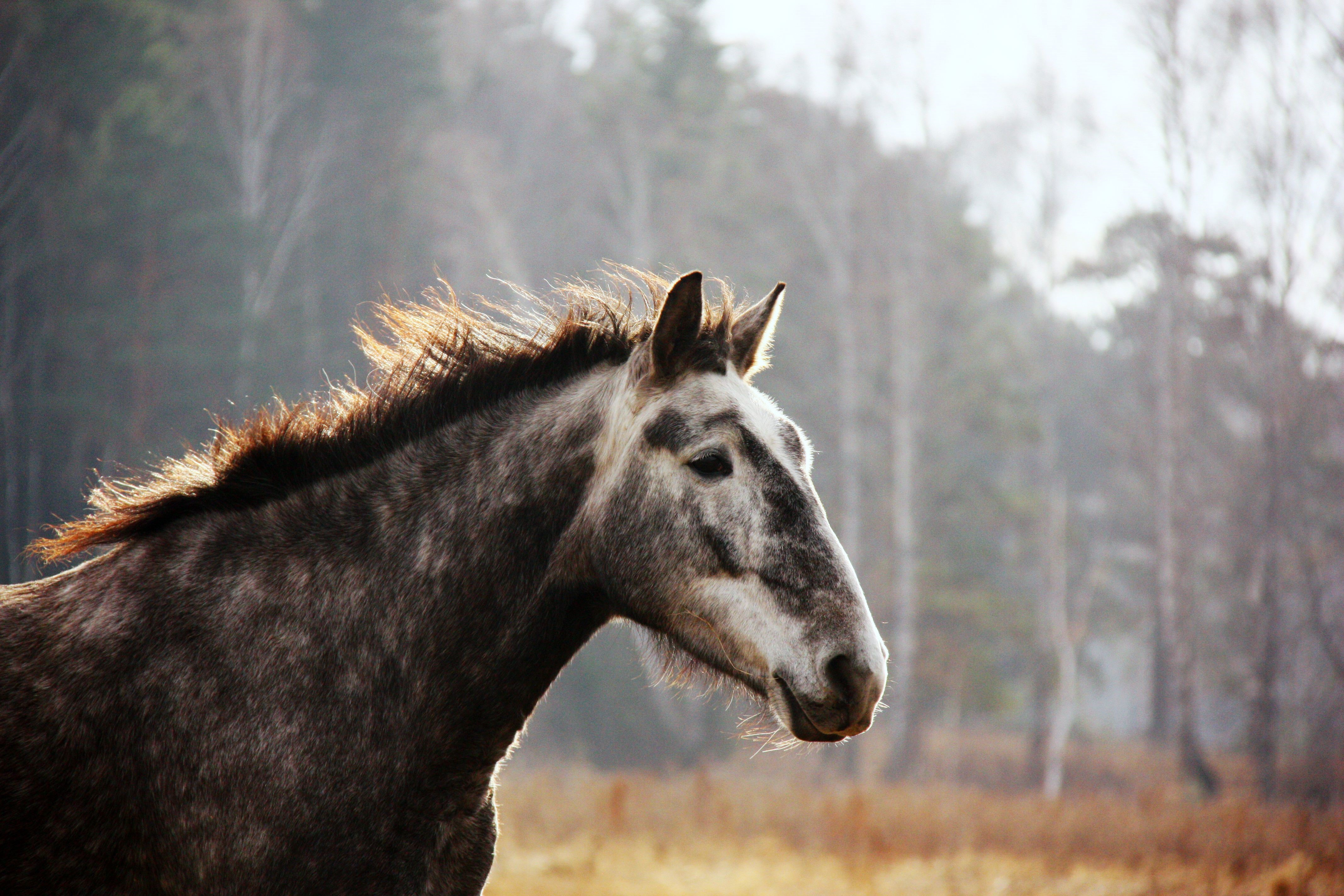 4K Horse in a Field HD Wallpaper