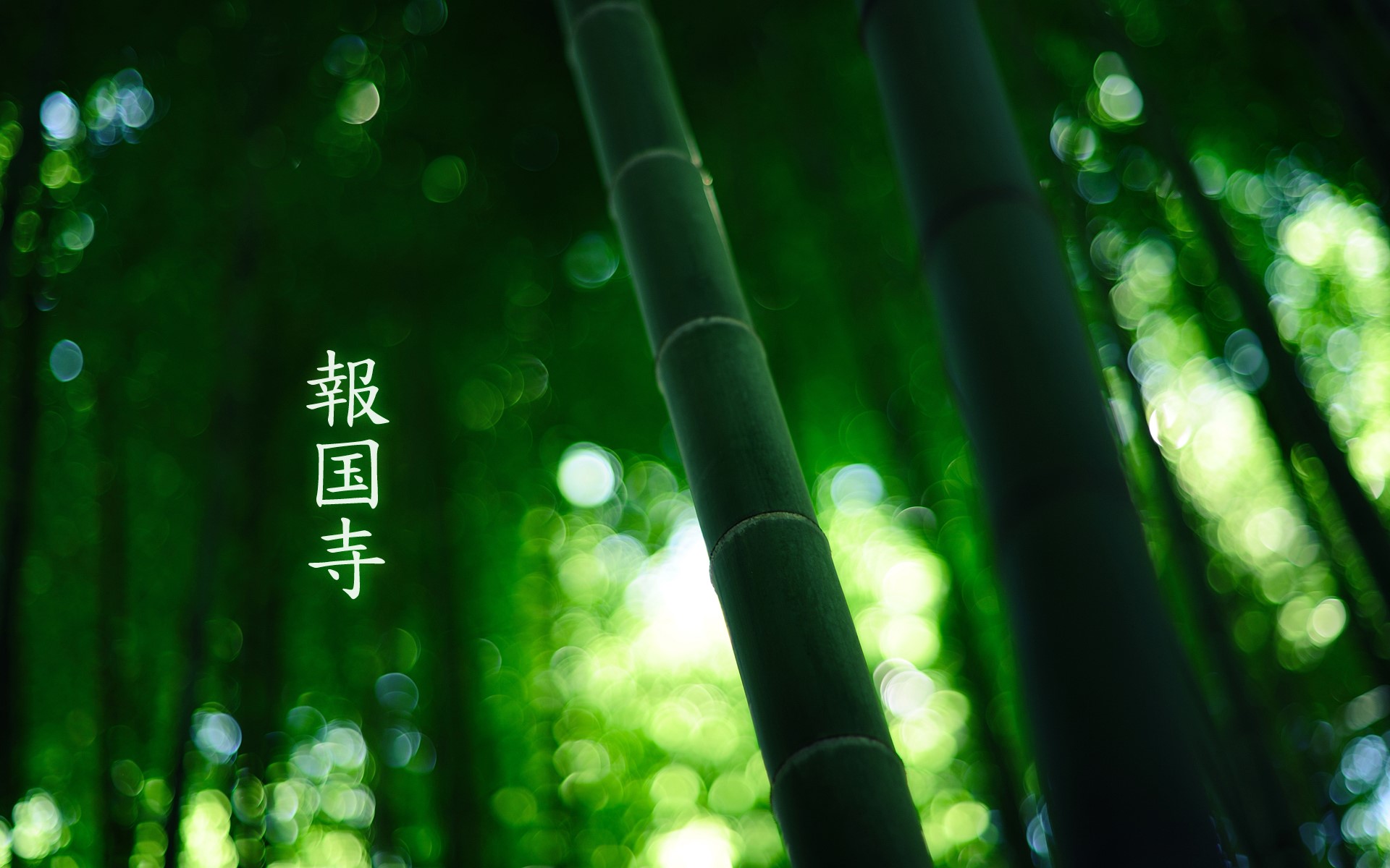 Japanese characters on bamboo stalks HD Wallpaper