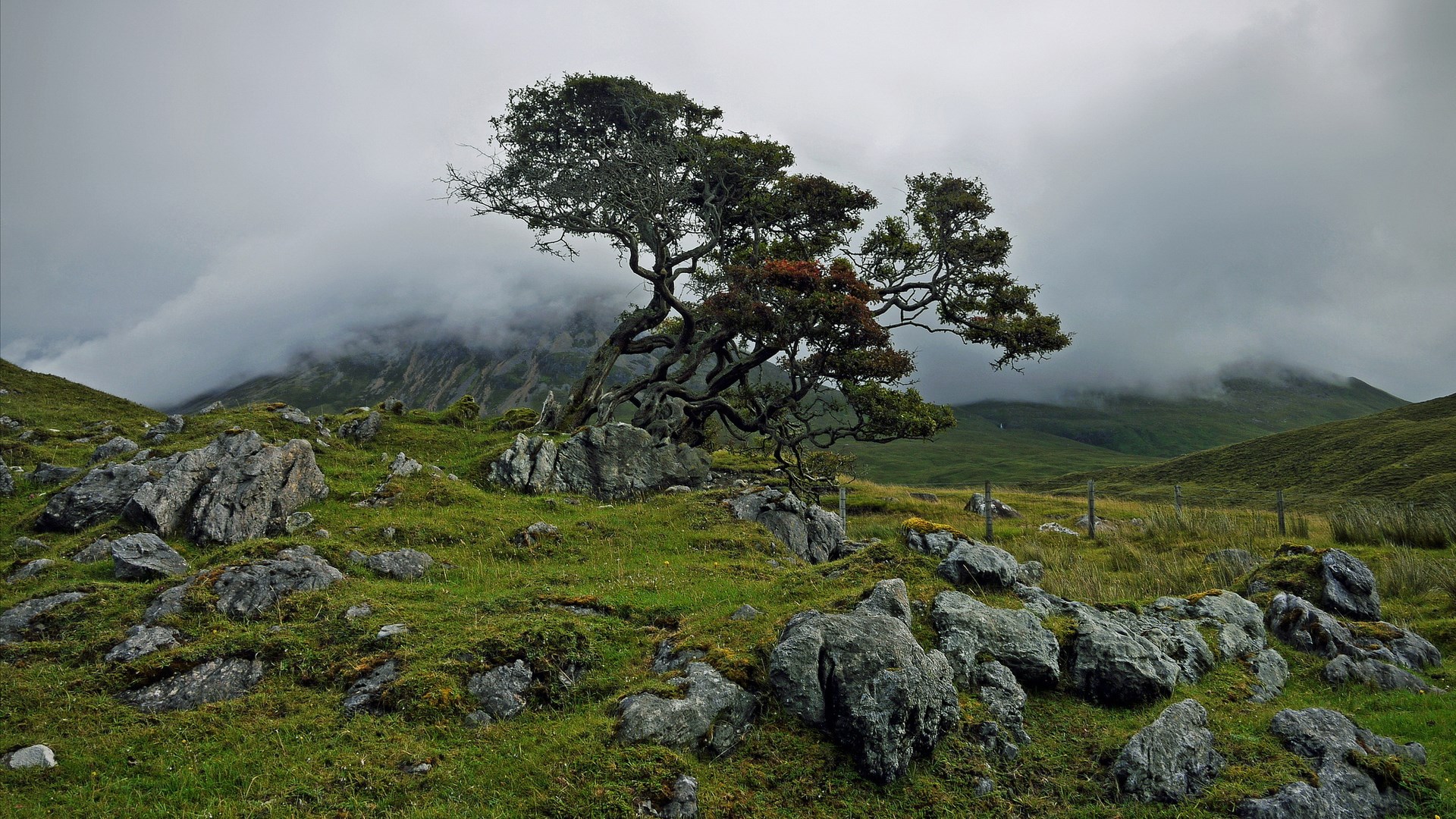 Twisted tree on a rocky hill with misty mountains HD Wallpaper