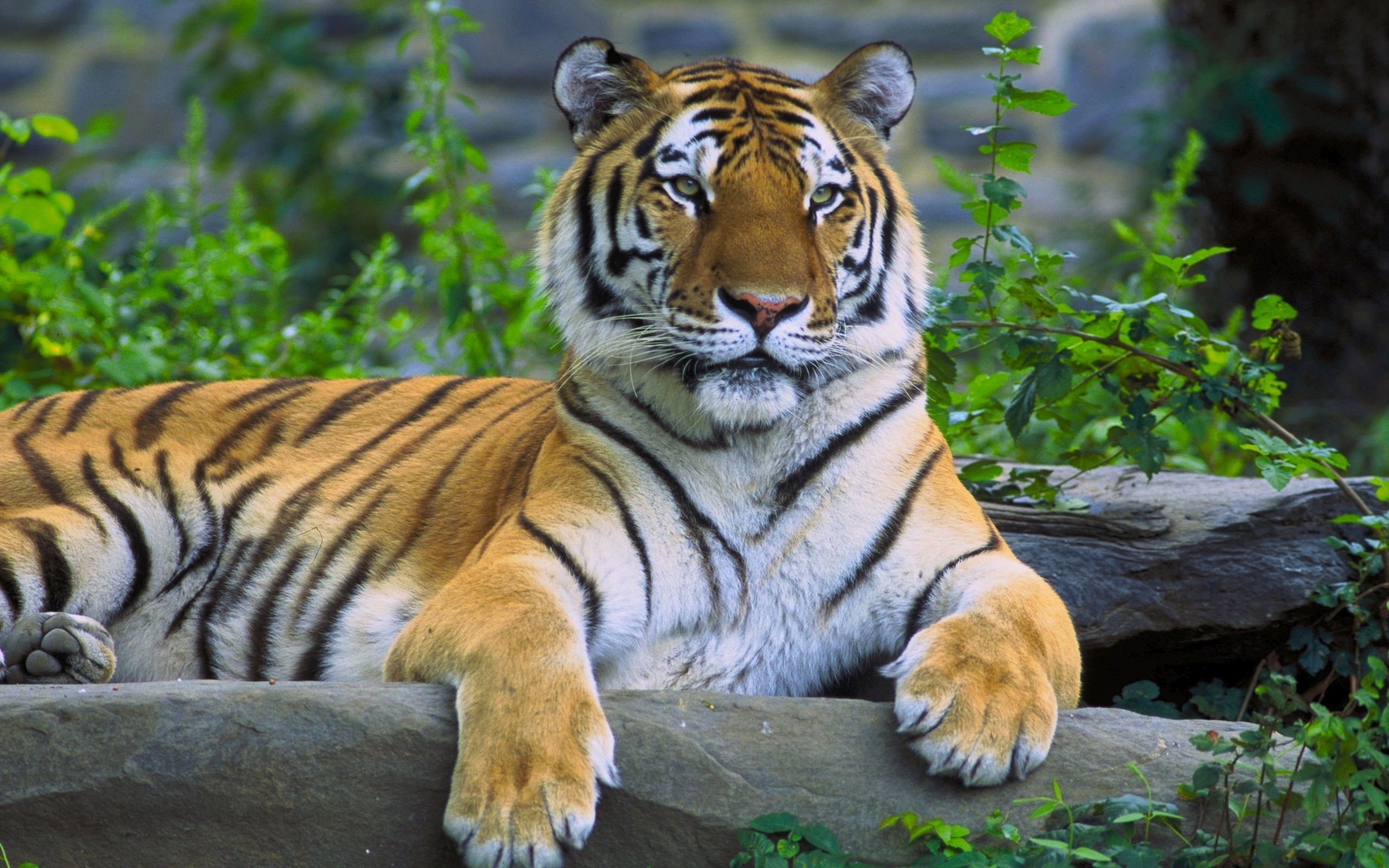 Tiger resting on rocks with greenery HD Wallpaper
