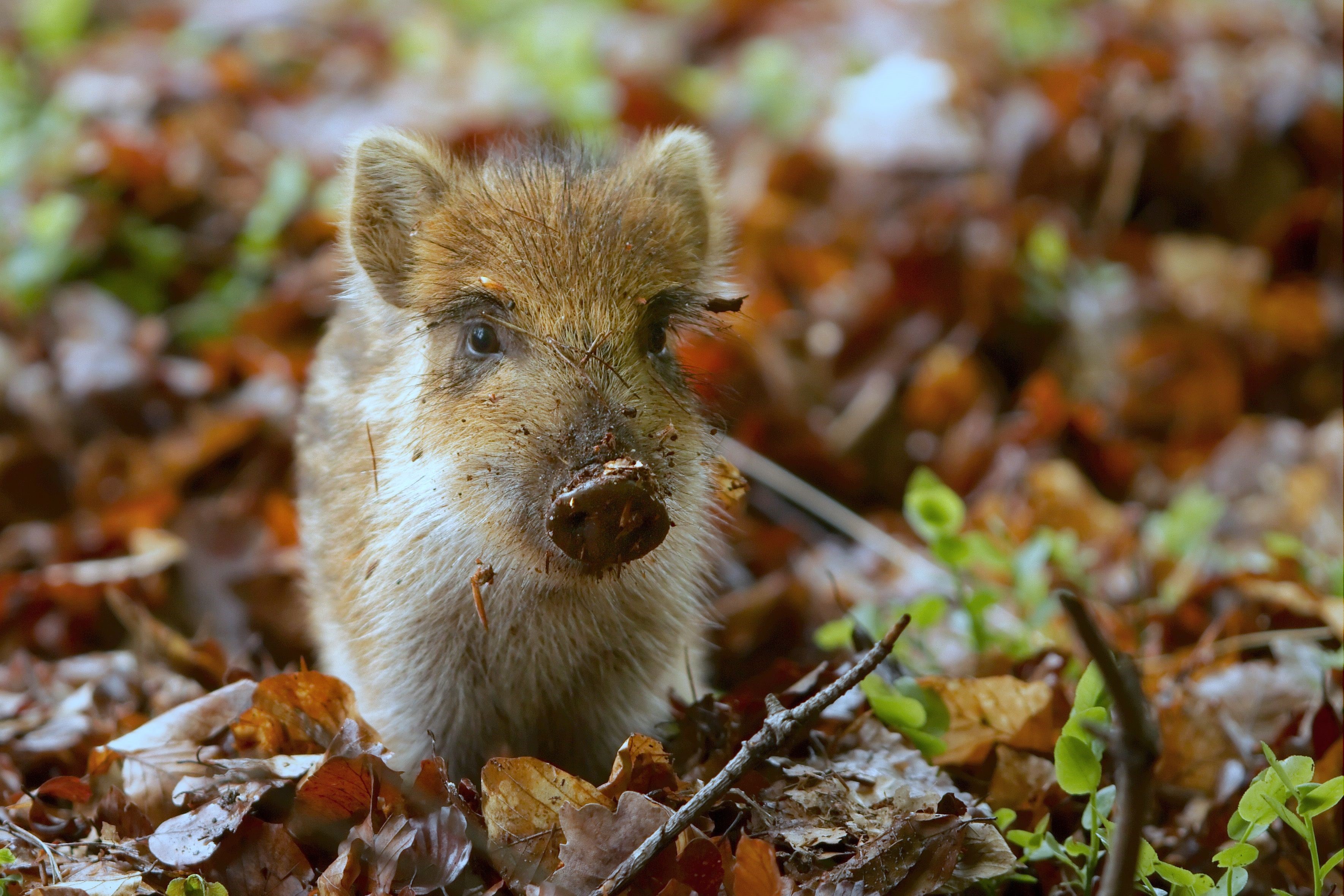 A wild boar piglet in fallen leaves HD Wallpaper