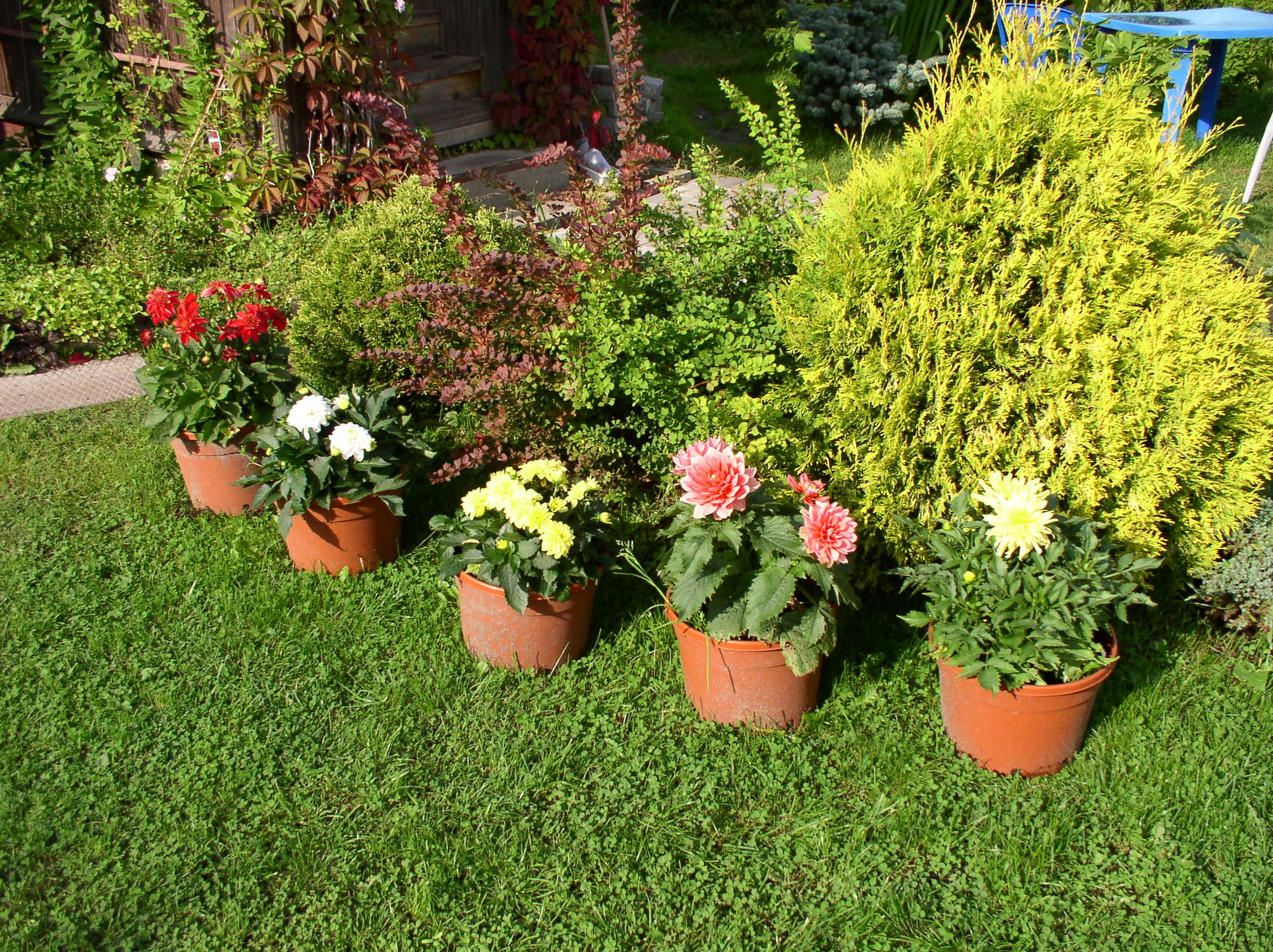 Dahlias in pots on a lawn HD Wallpaper