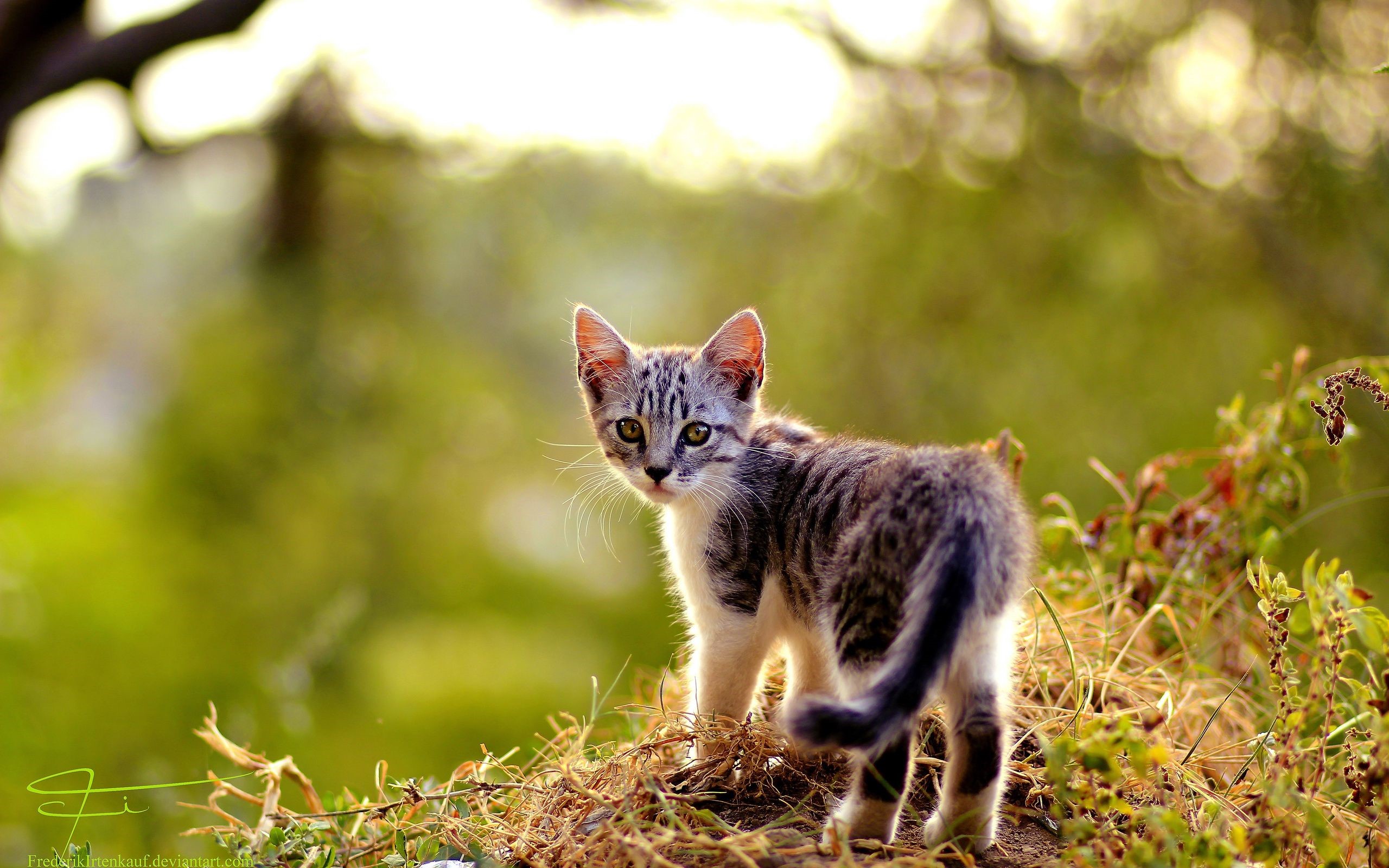 A tabby kitten looks back over its shoulder HD Wallpaper