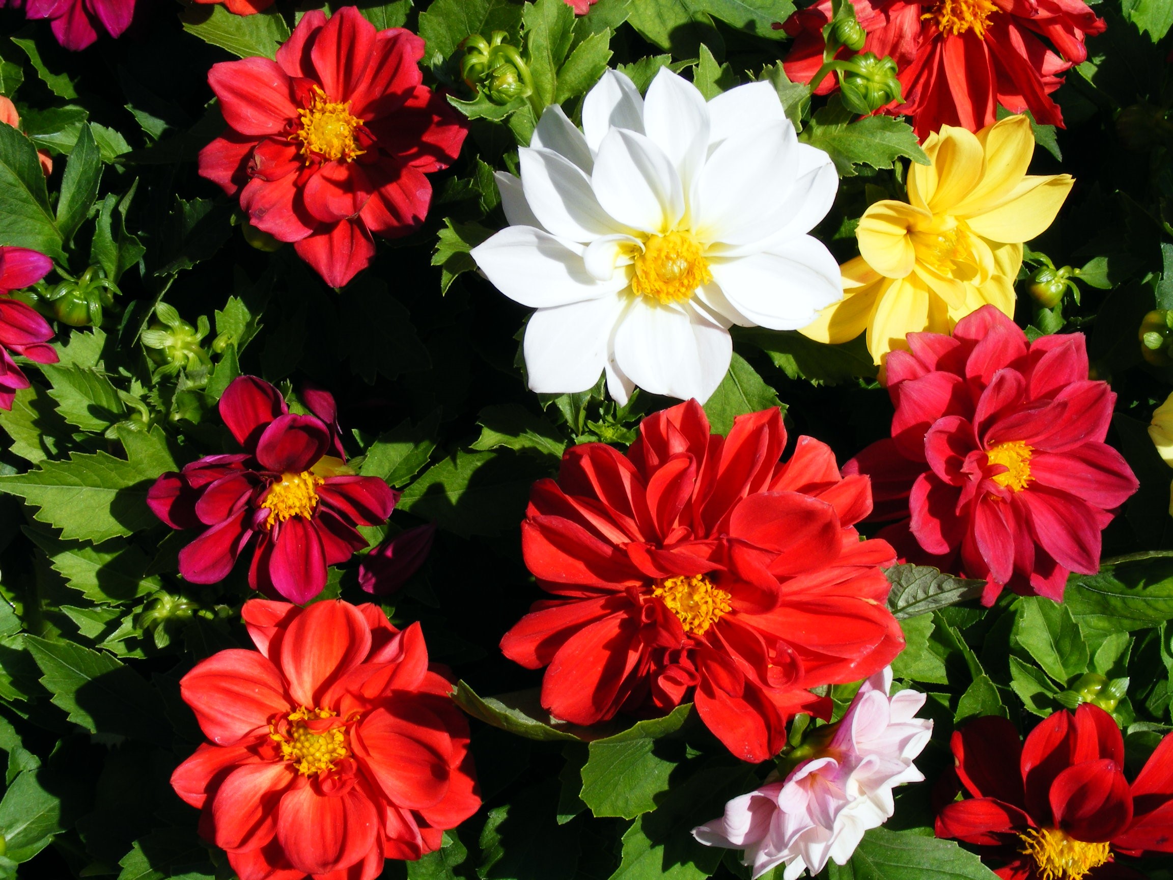 Dahlias in bloom HD Wallpaper