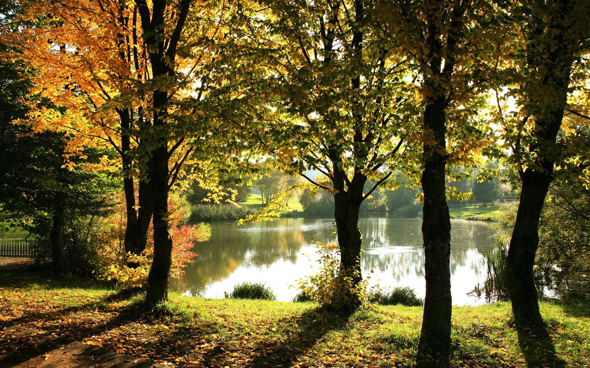 Autumn trees by a lake with fallen leaves HD Wallpaper