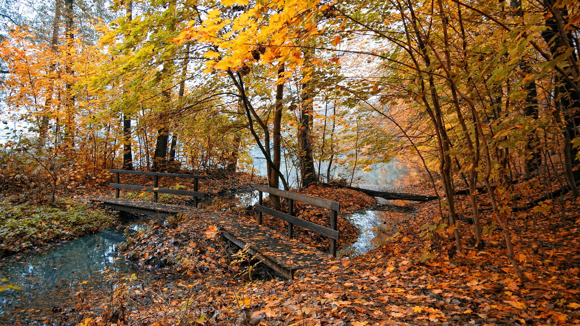 Autumn forest with bridges over a stream HD Wallpaper