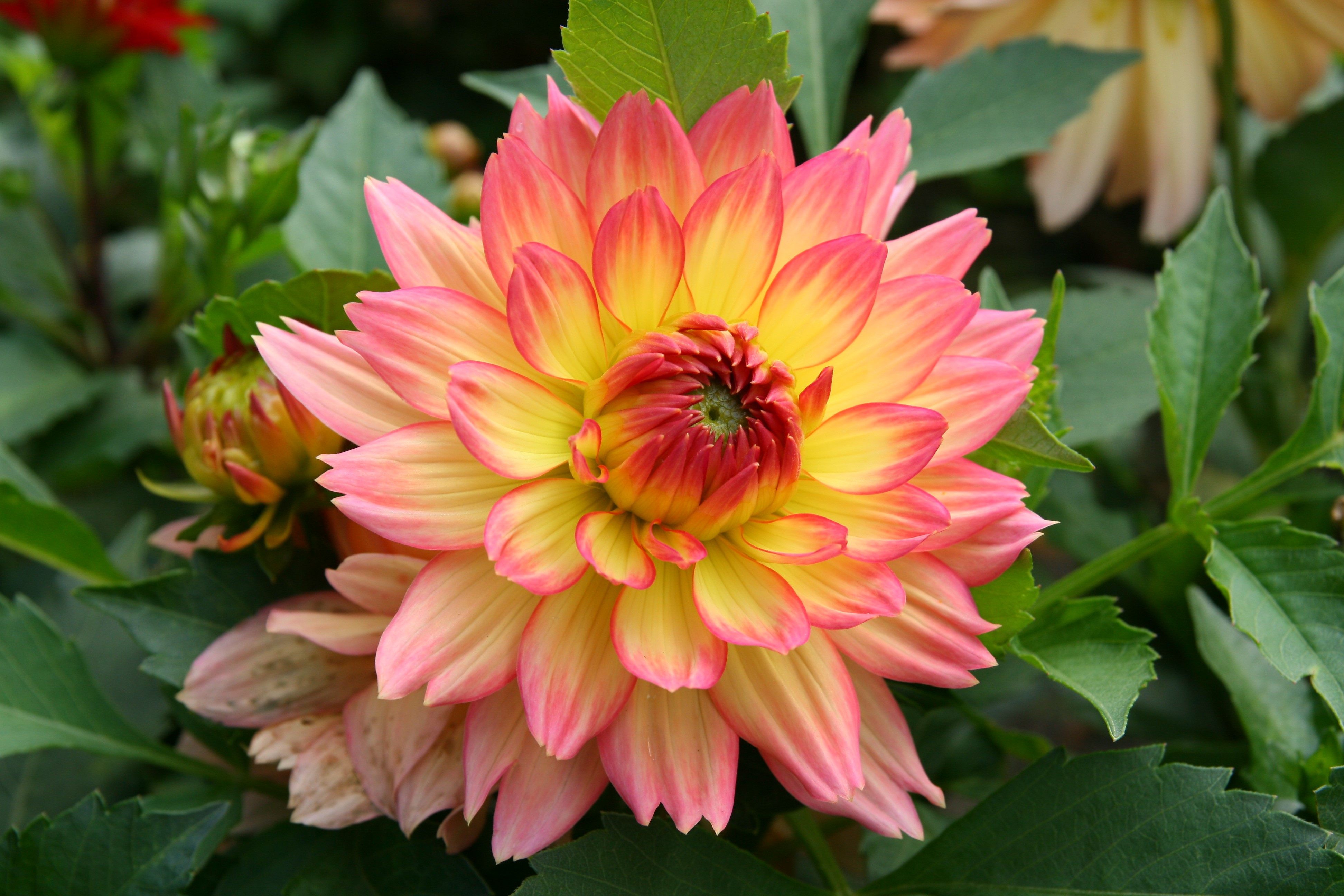 4K Dahlias HD Wallpaper