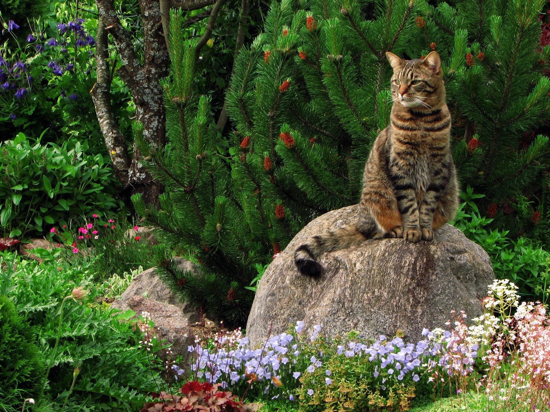 Tabby cat sitting on a rock in a garden HD Wallpaper