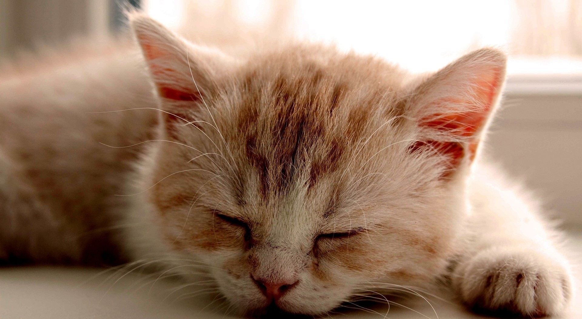 Close-up of a sleeping ginger kitten HD Wallpaper