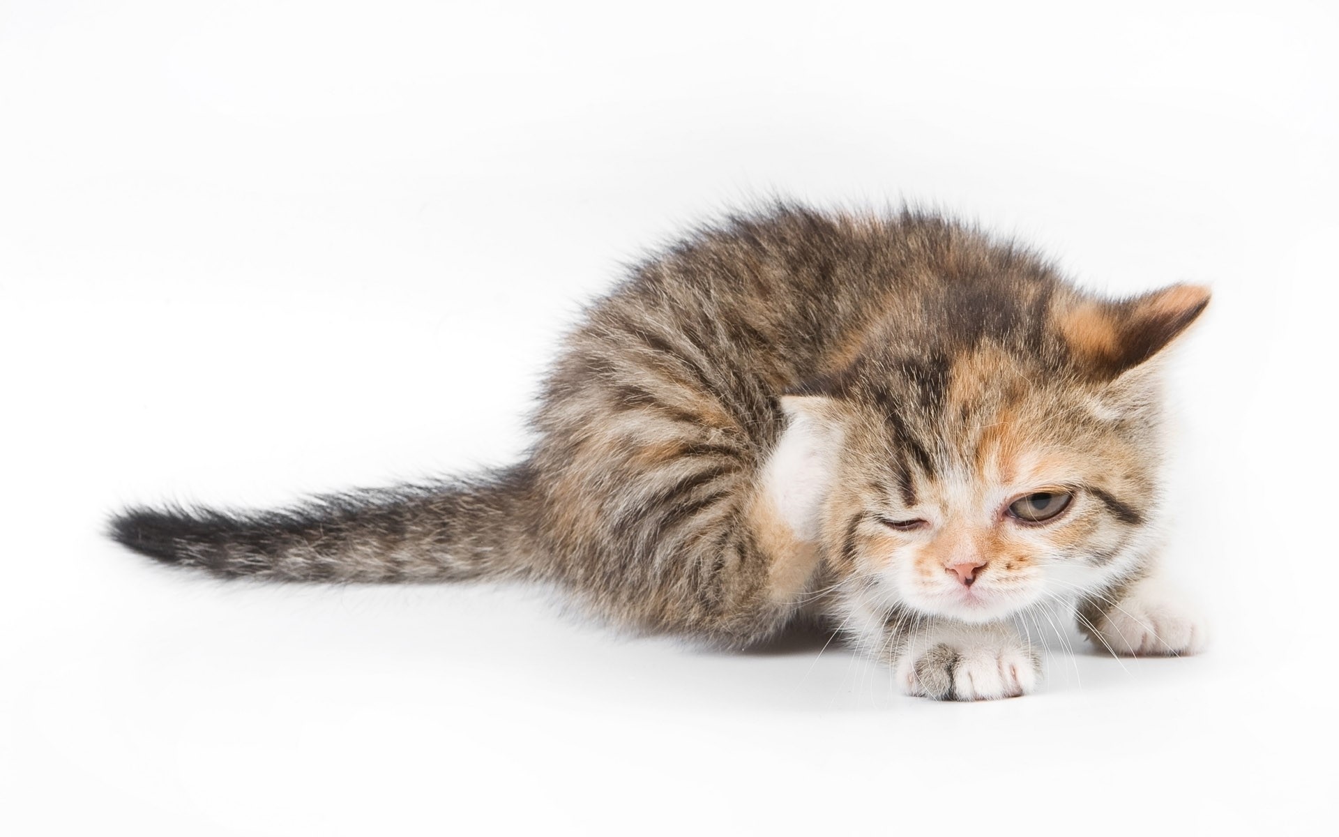 Tabby kitten scratching its ear HD Wallpaper