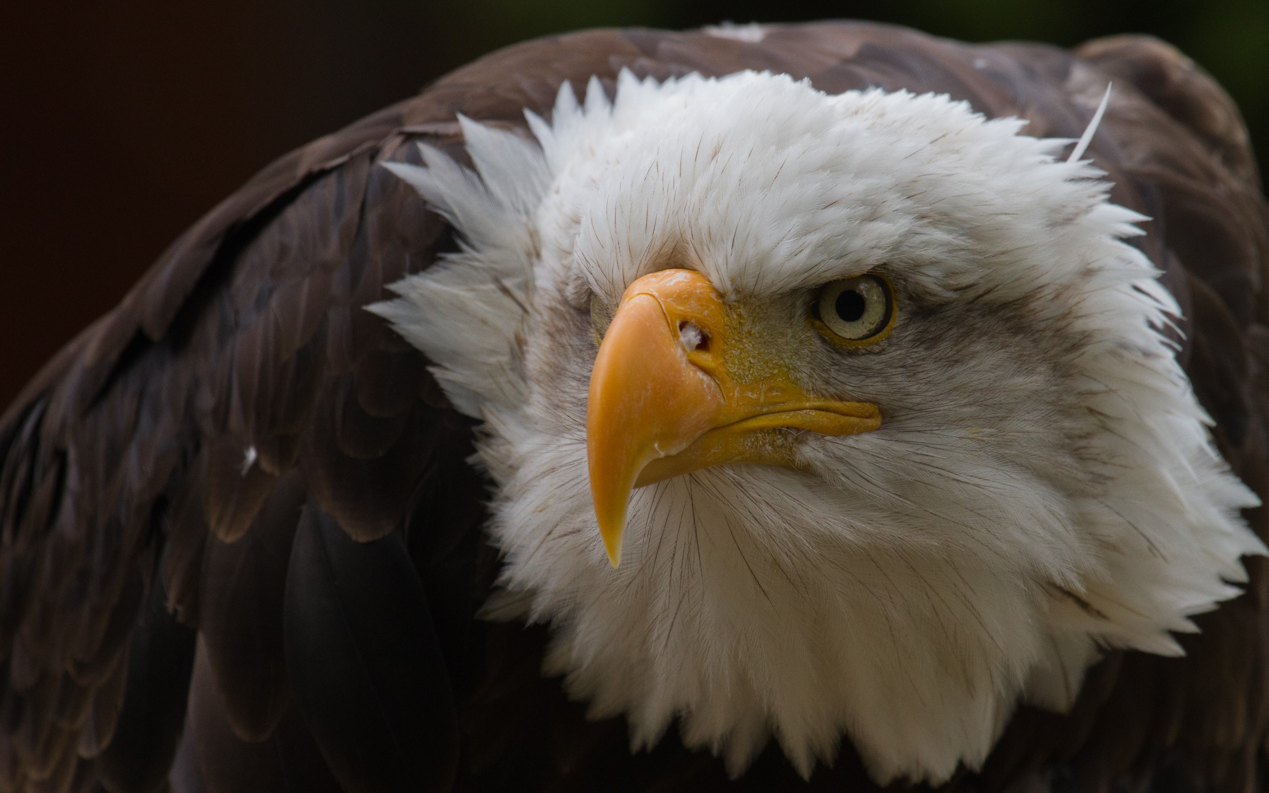 Bald eagle with sharp yellow beak and white head HD Wallpaper
