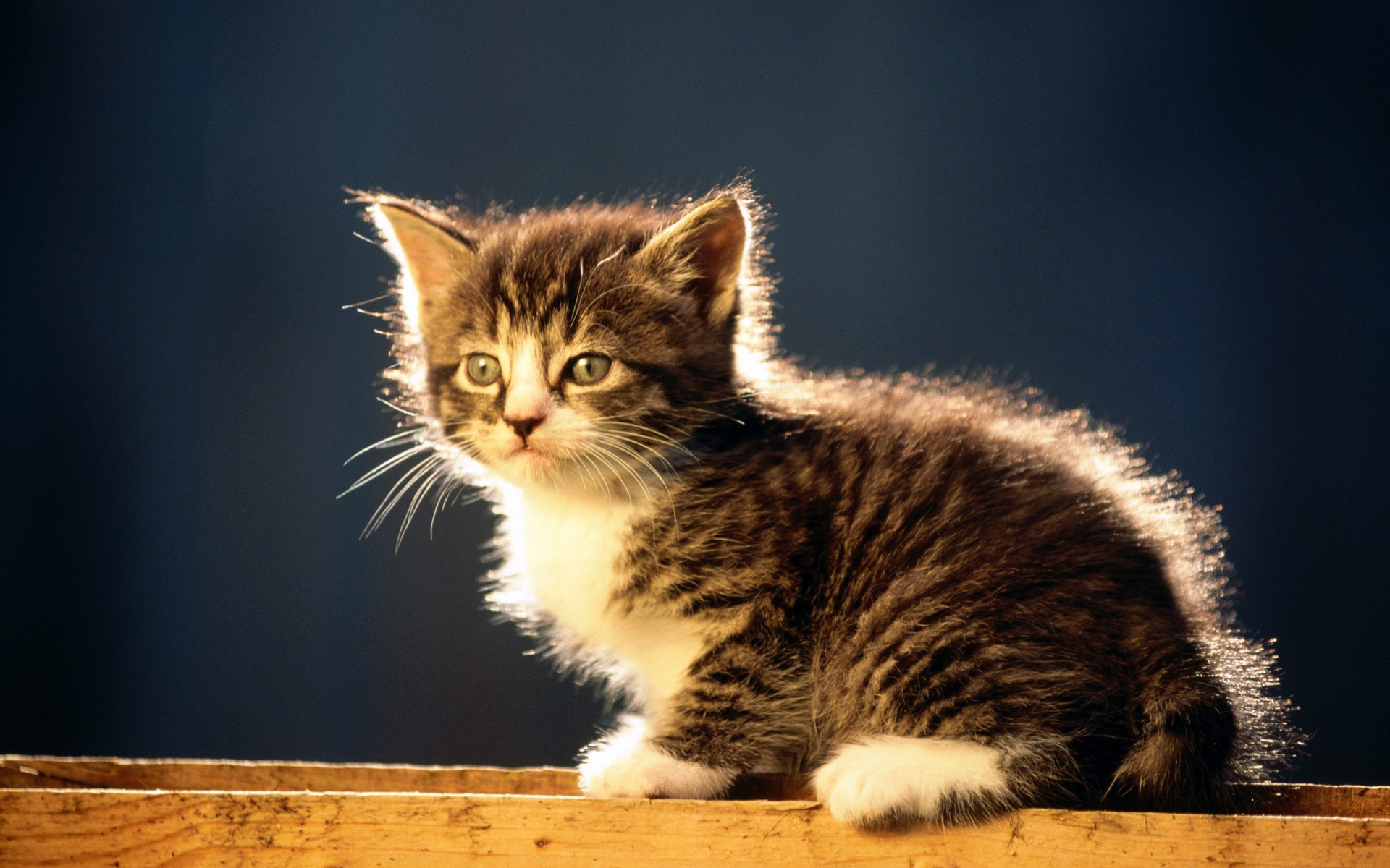 A tabby kitten sitting on a wooden surface HD Wallpaper