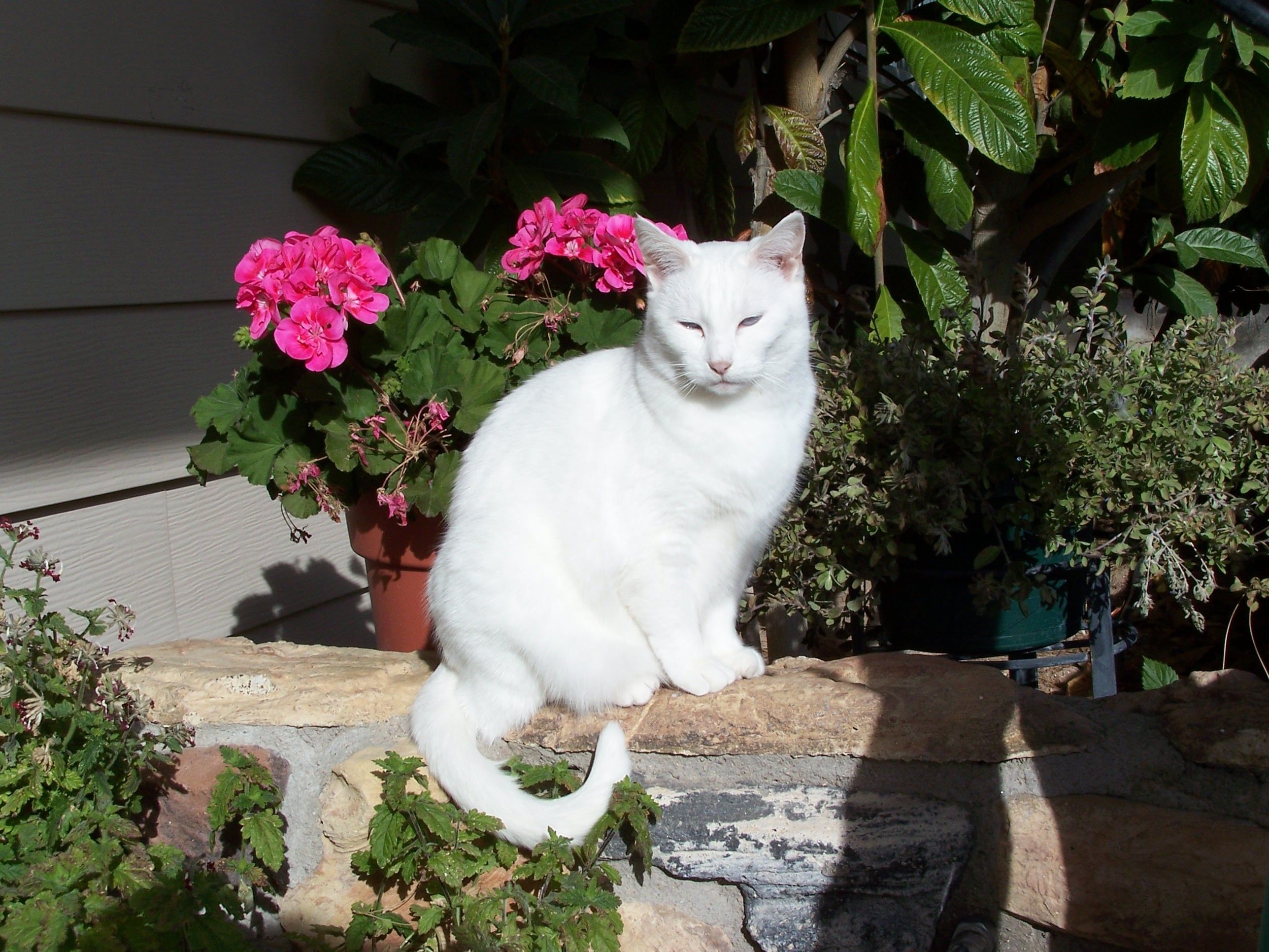White cat sitting on a stone wall with flowers HD Wallpaper