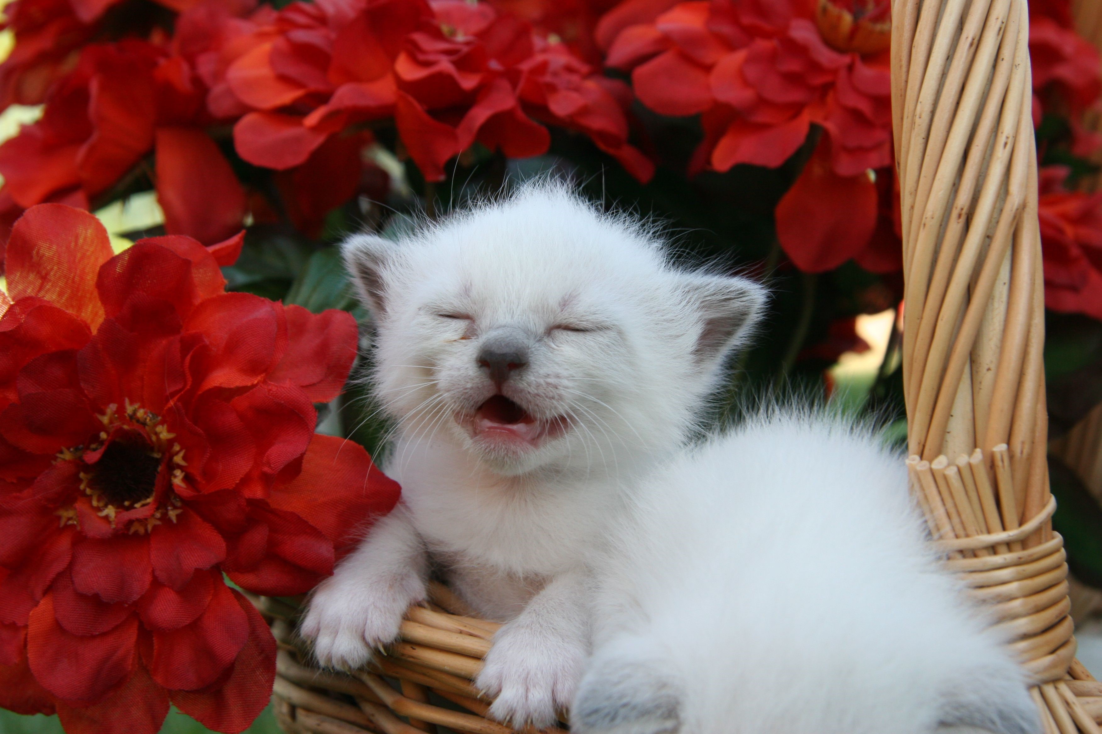 White kitten in a basket with red flowers HD Wallpaper