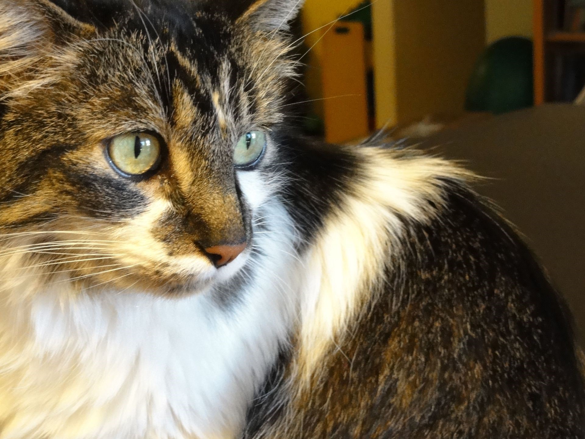 Close-up of a tabby cat with green eyes HD Wallpaper