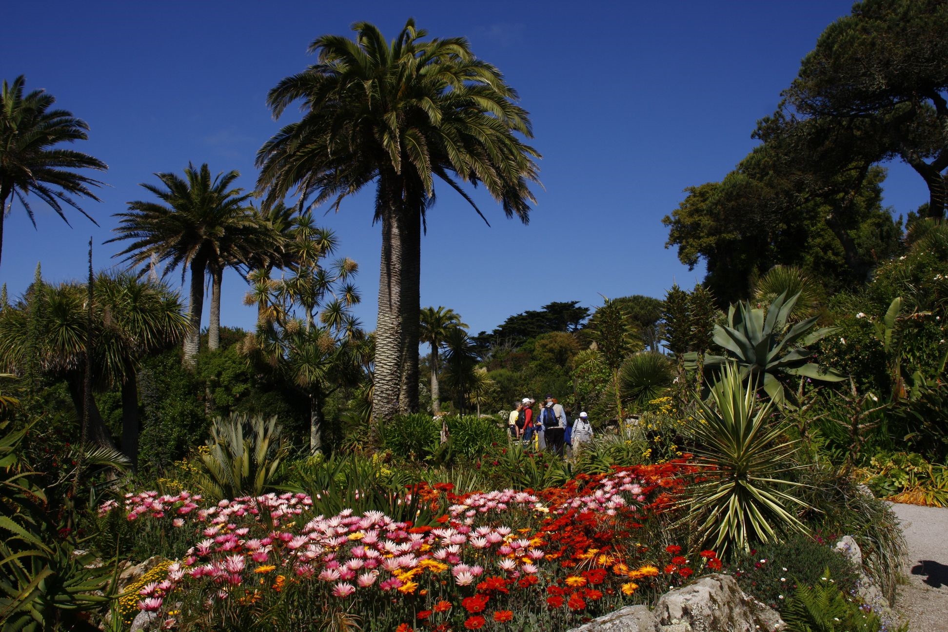 People walking in a botanical garden with palm trees and flowers HD Wallpaper